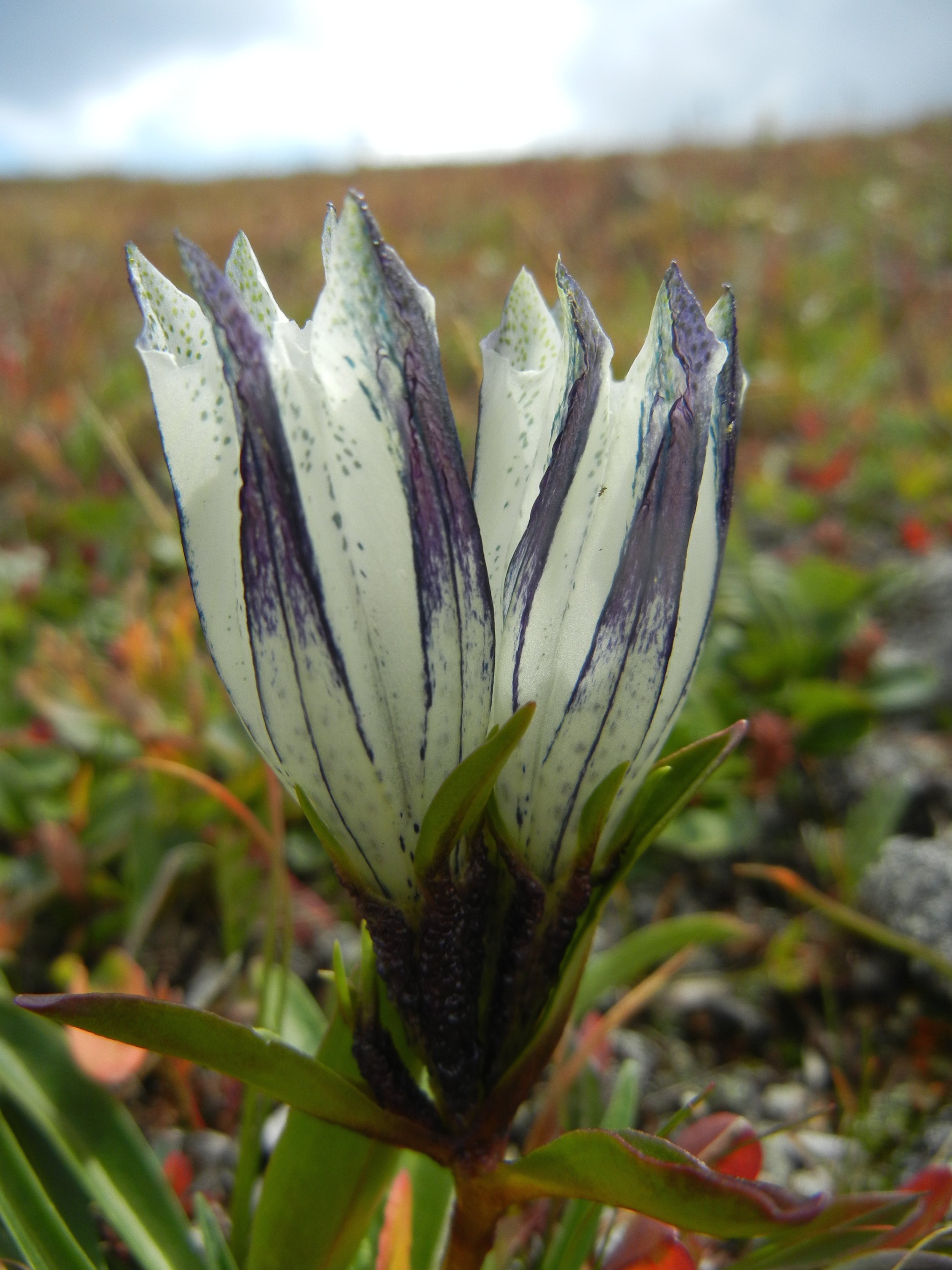 Gentiana algida