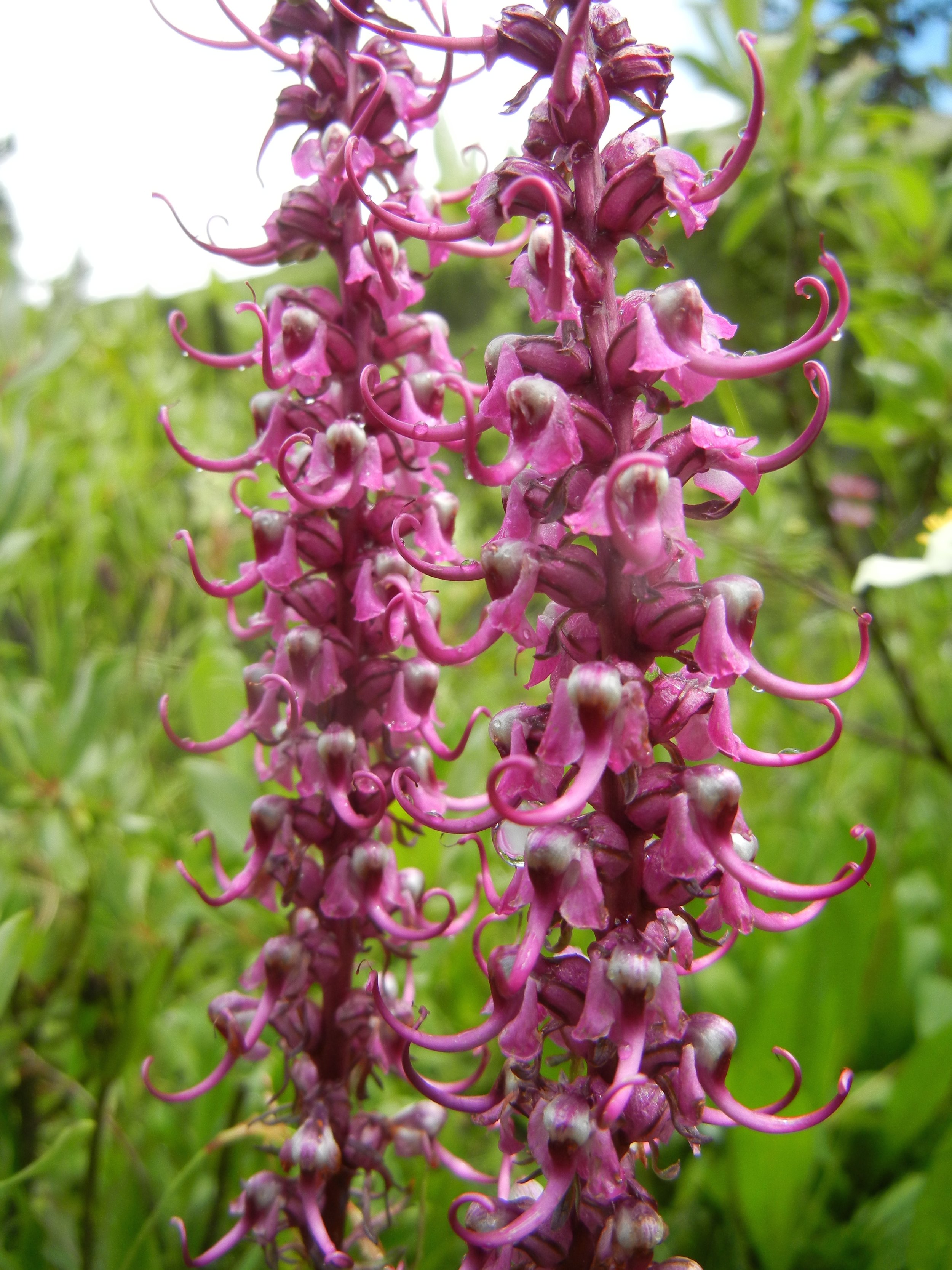 Pedicularis groenlandica