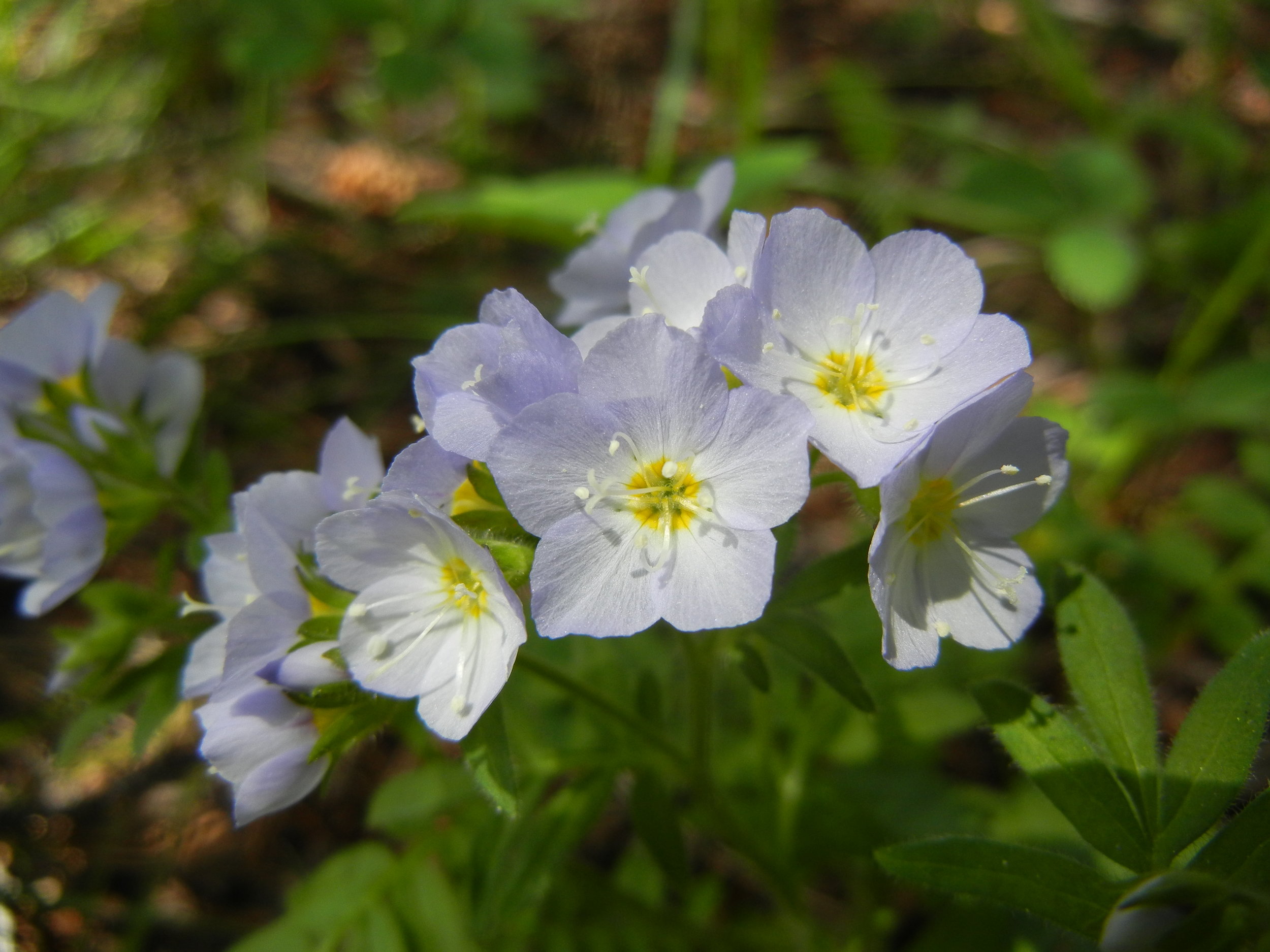 Polemonium pulcherrimum