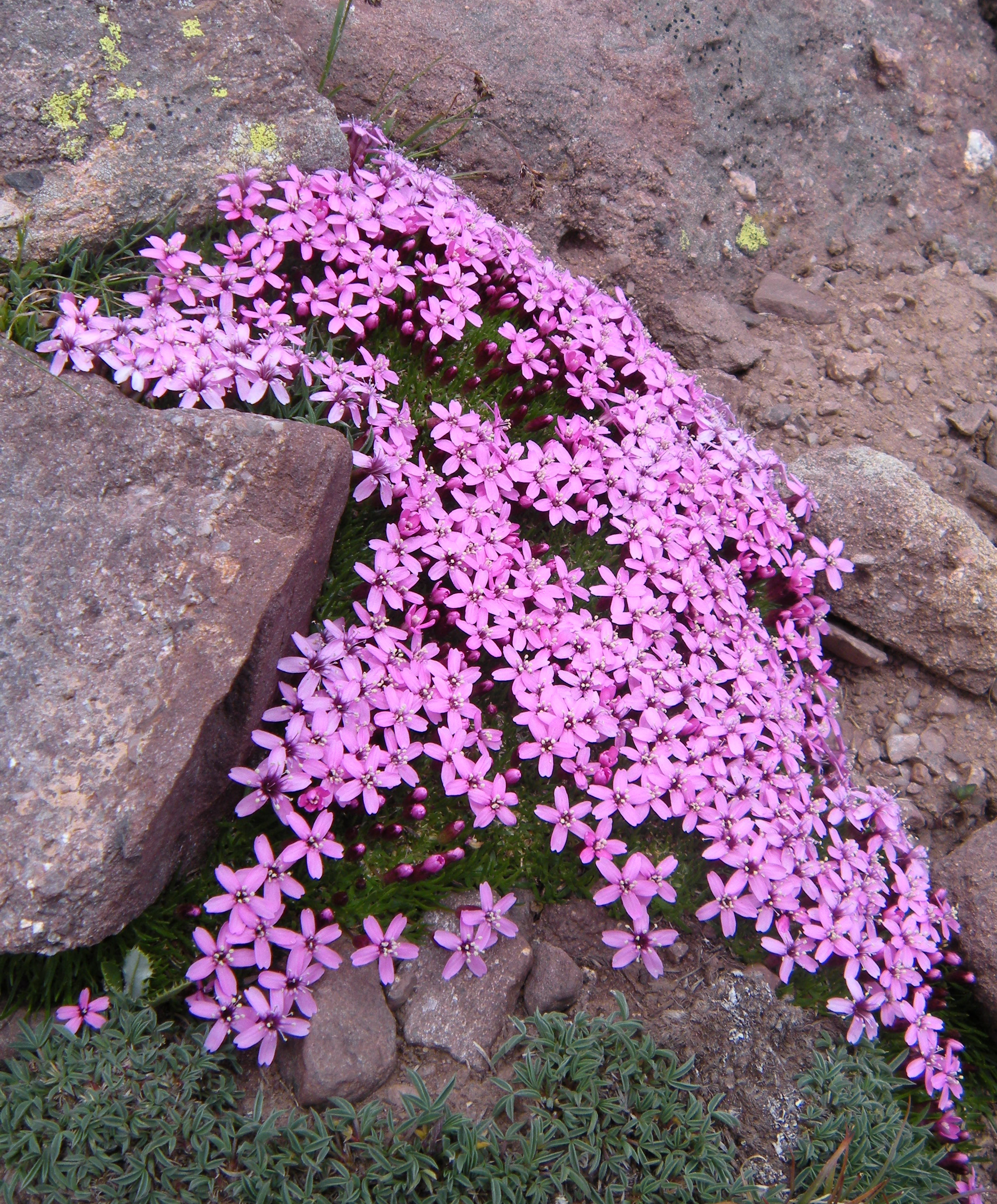 Silene acaulis