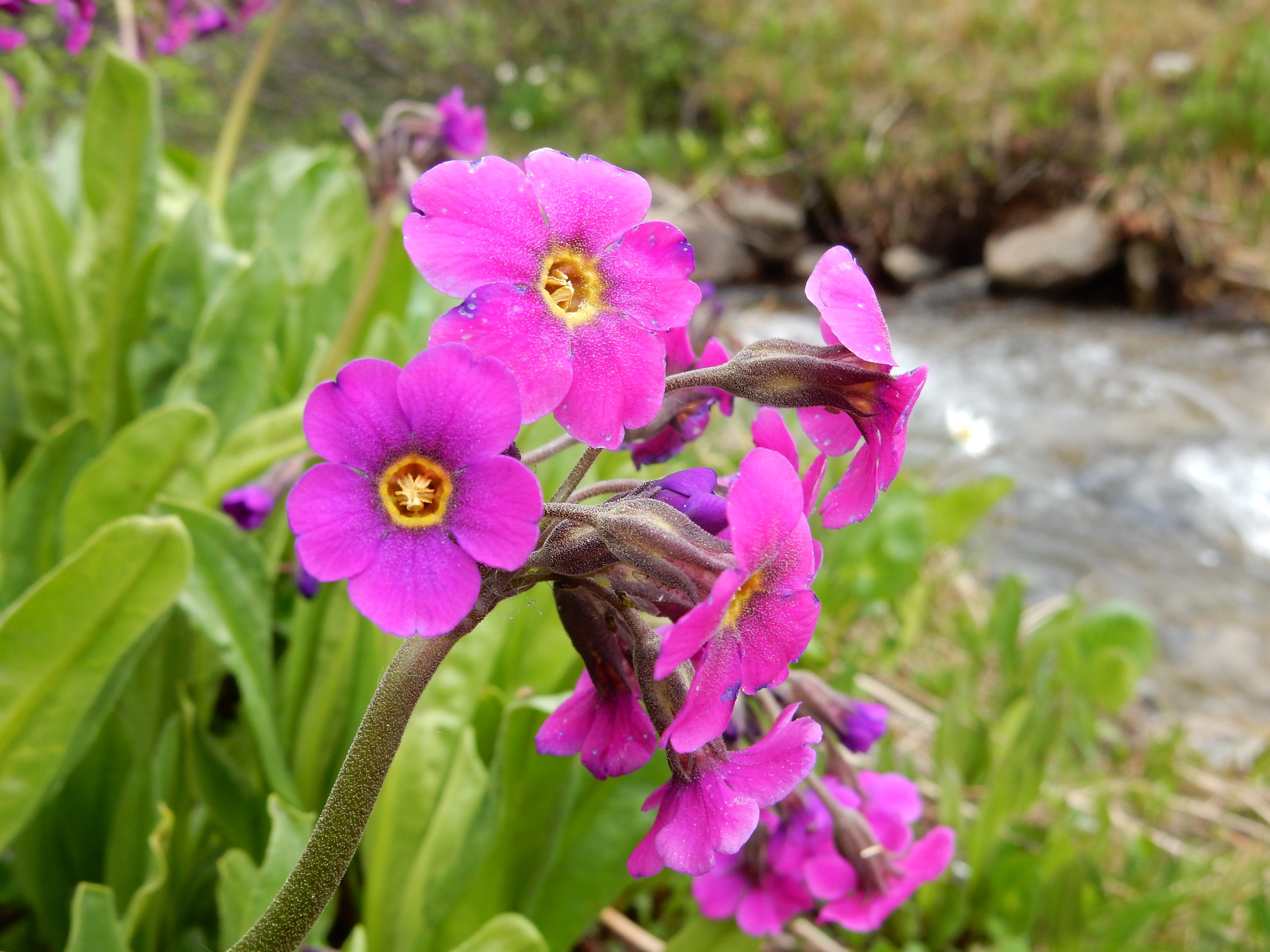 Primula parryi