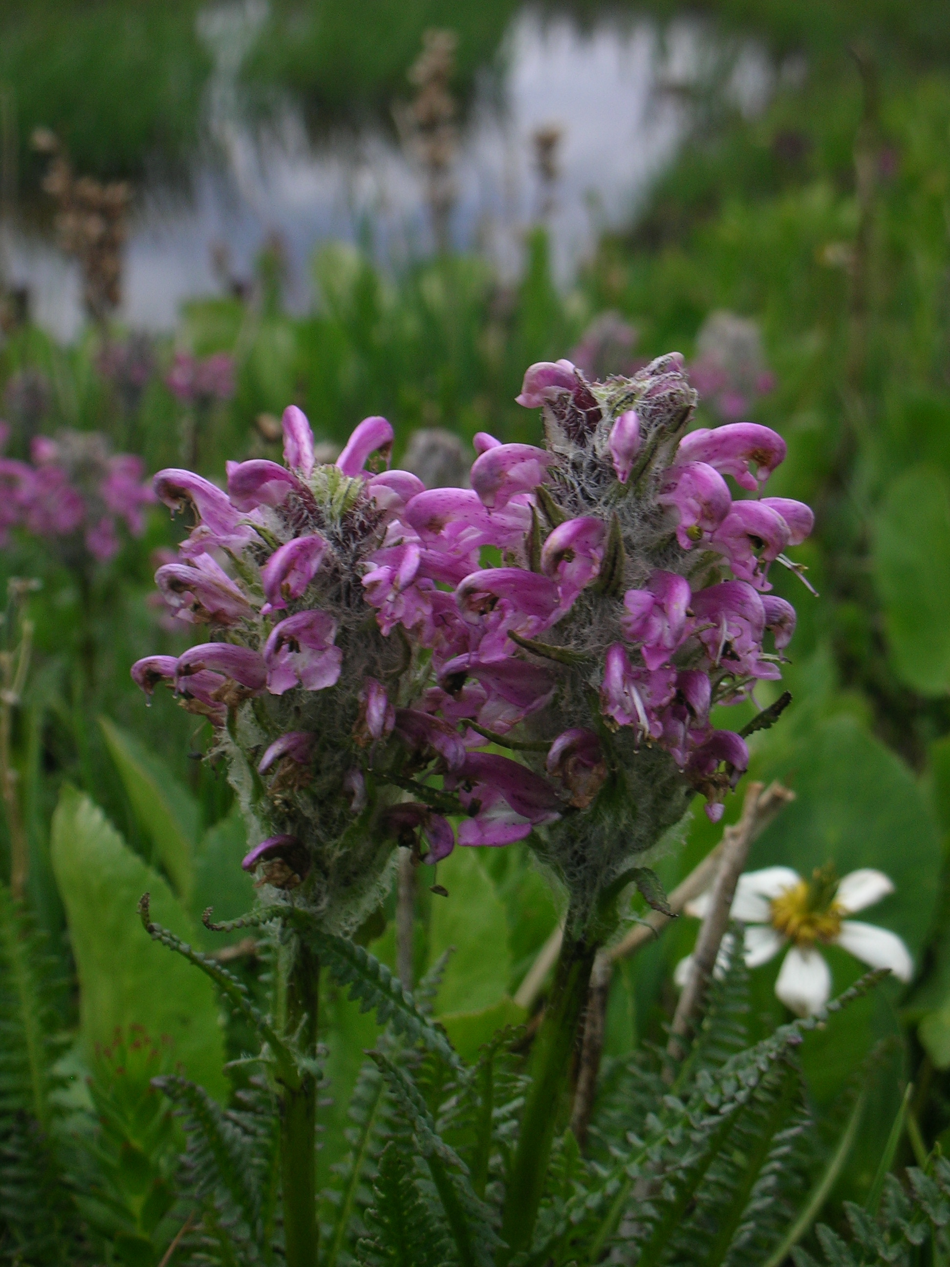 Pedicularis scopulorum