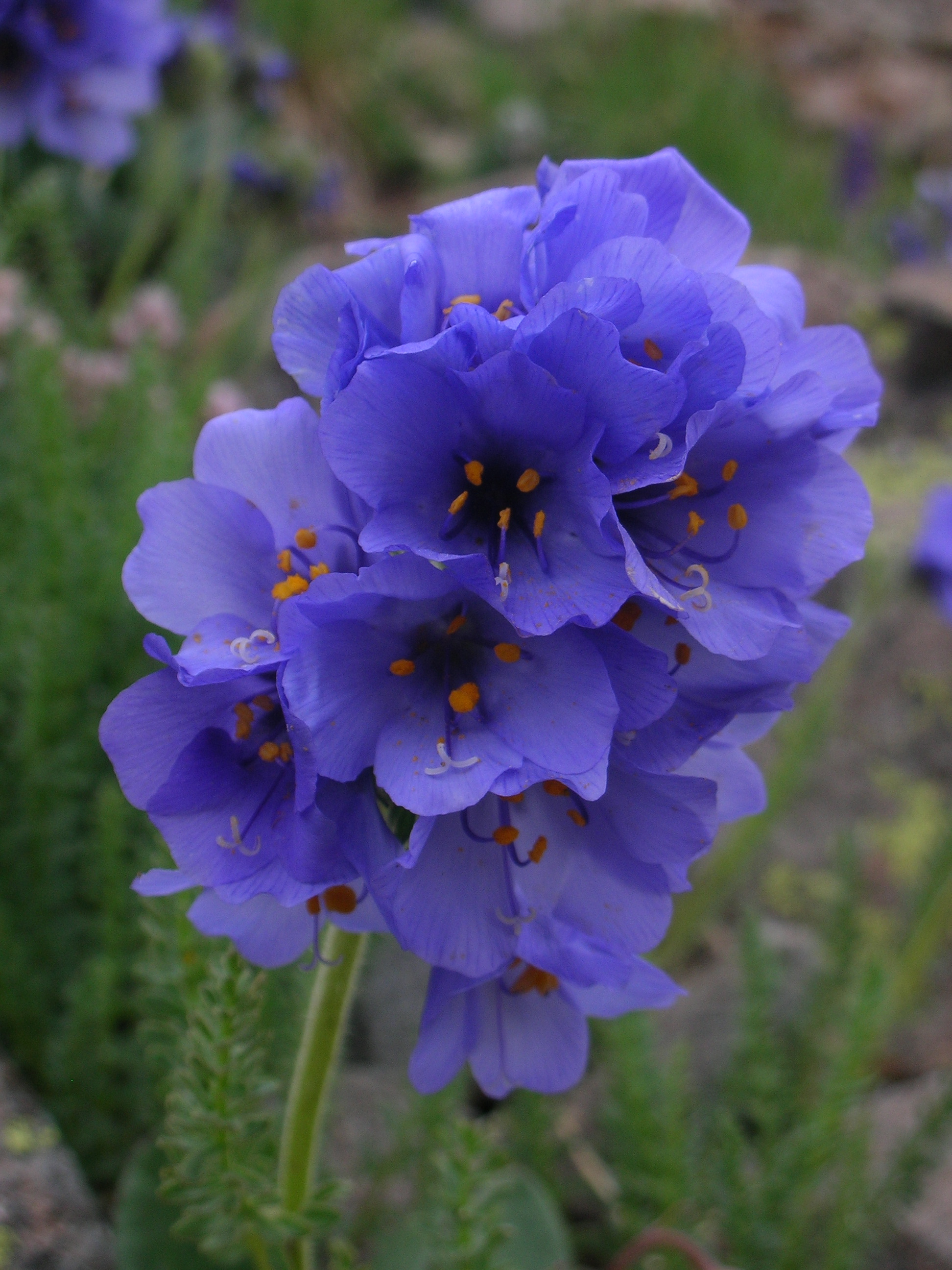 Polemonium viscosum