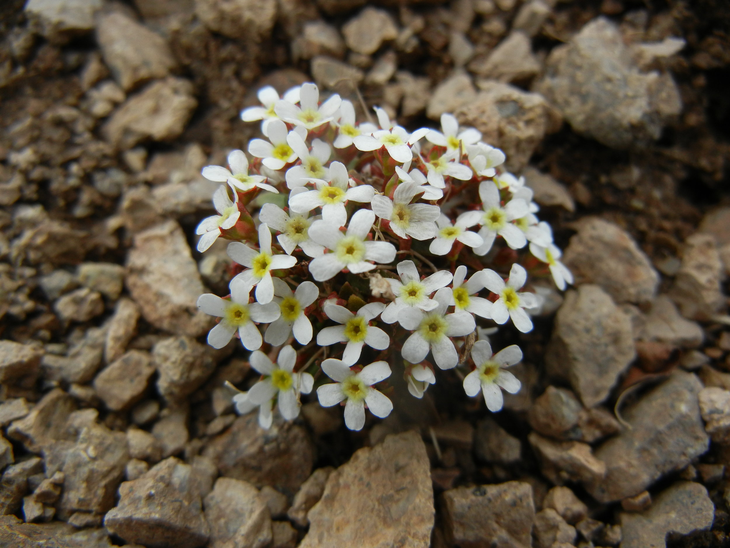 Eritrichum aretoides (albino version)