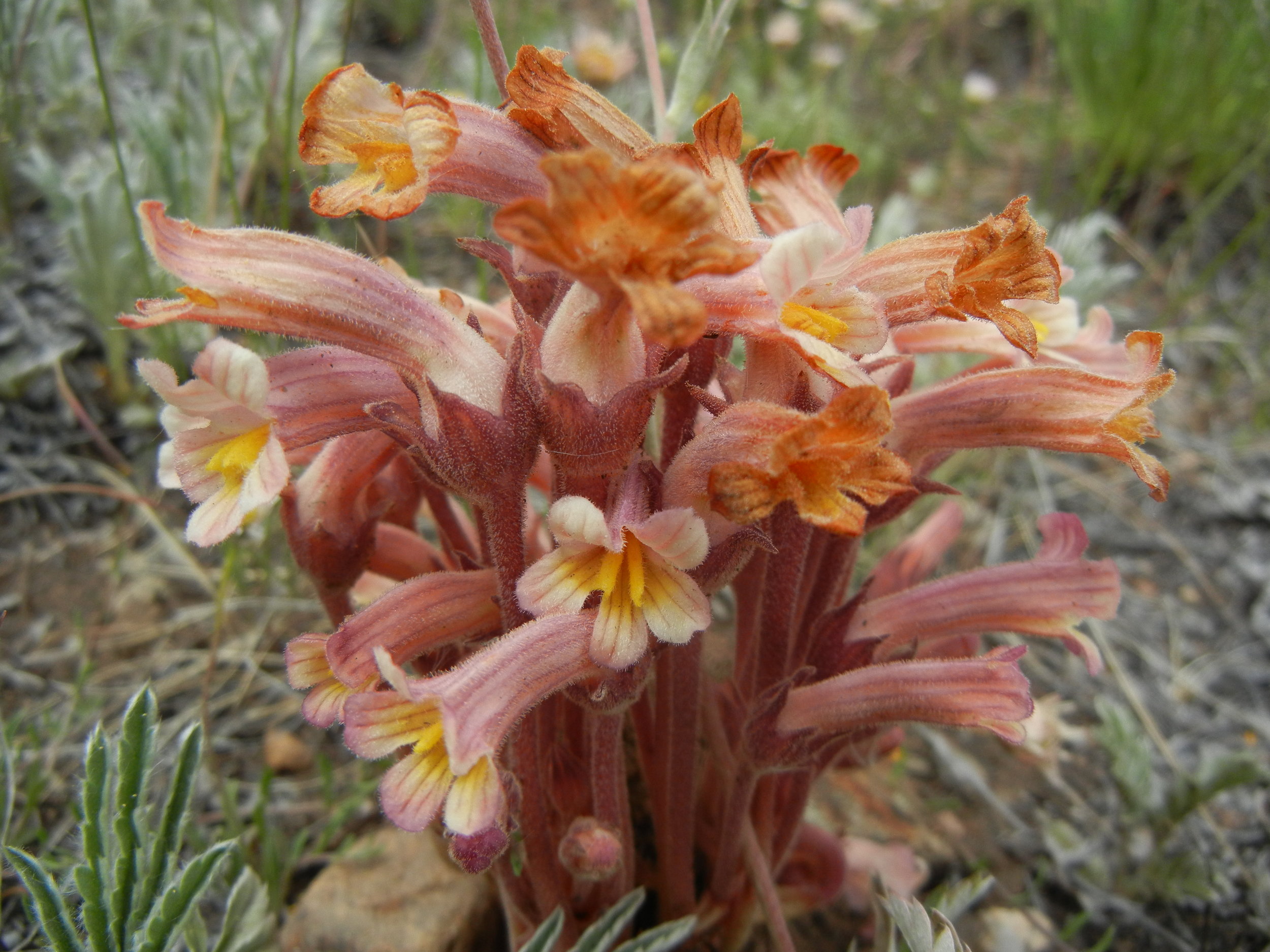 Orobanche fasciculata