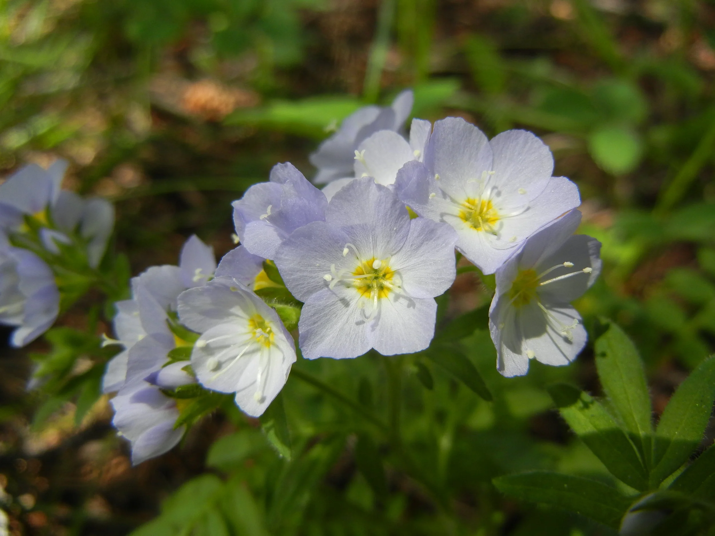 Jacob's Ladder 6.28.JPG