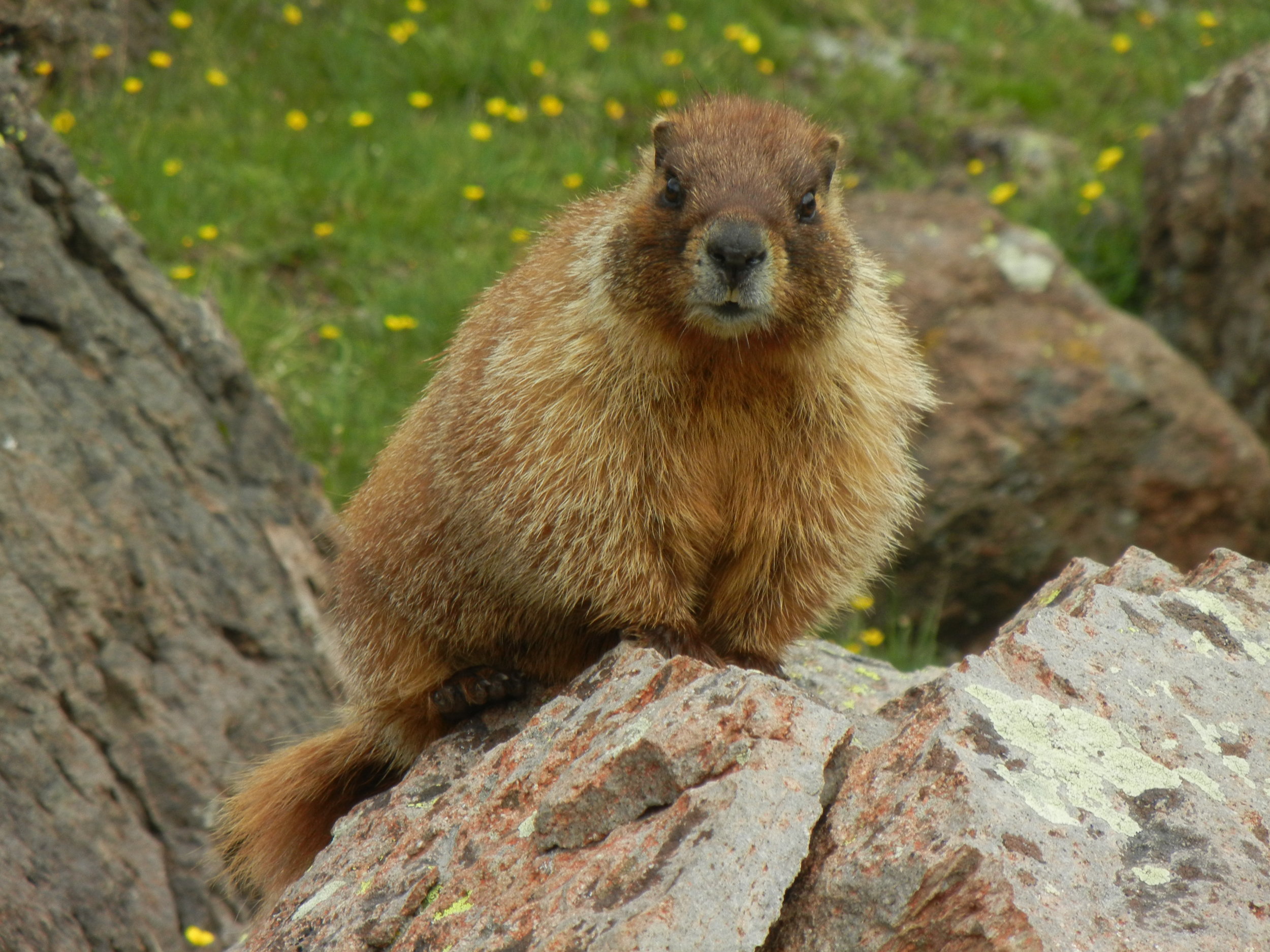 Marmot