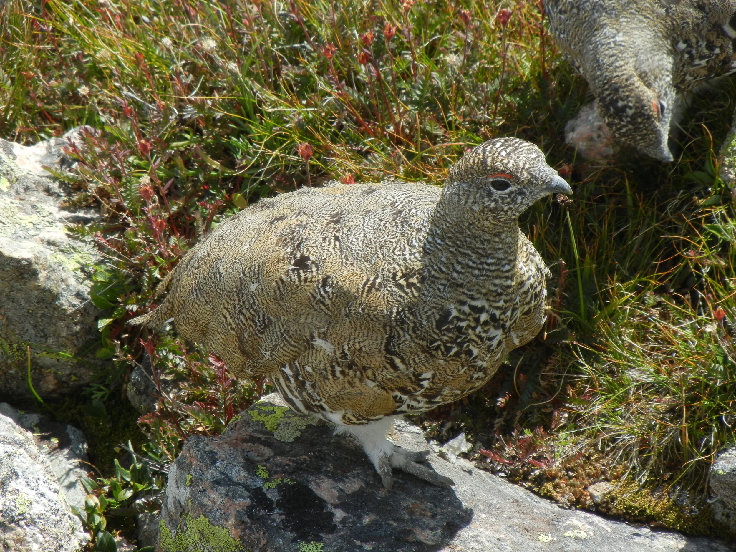 Ptarmigan