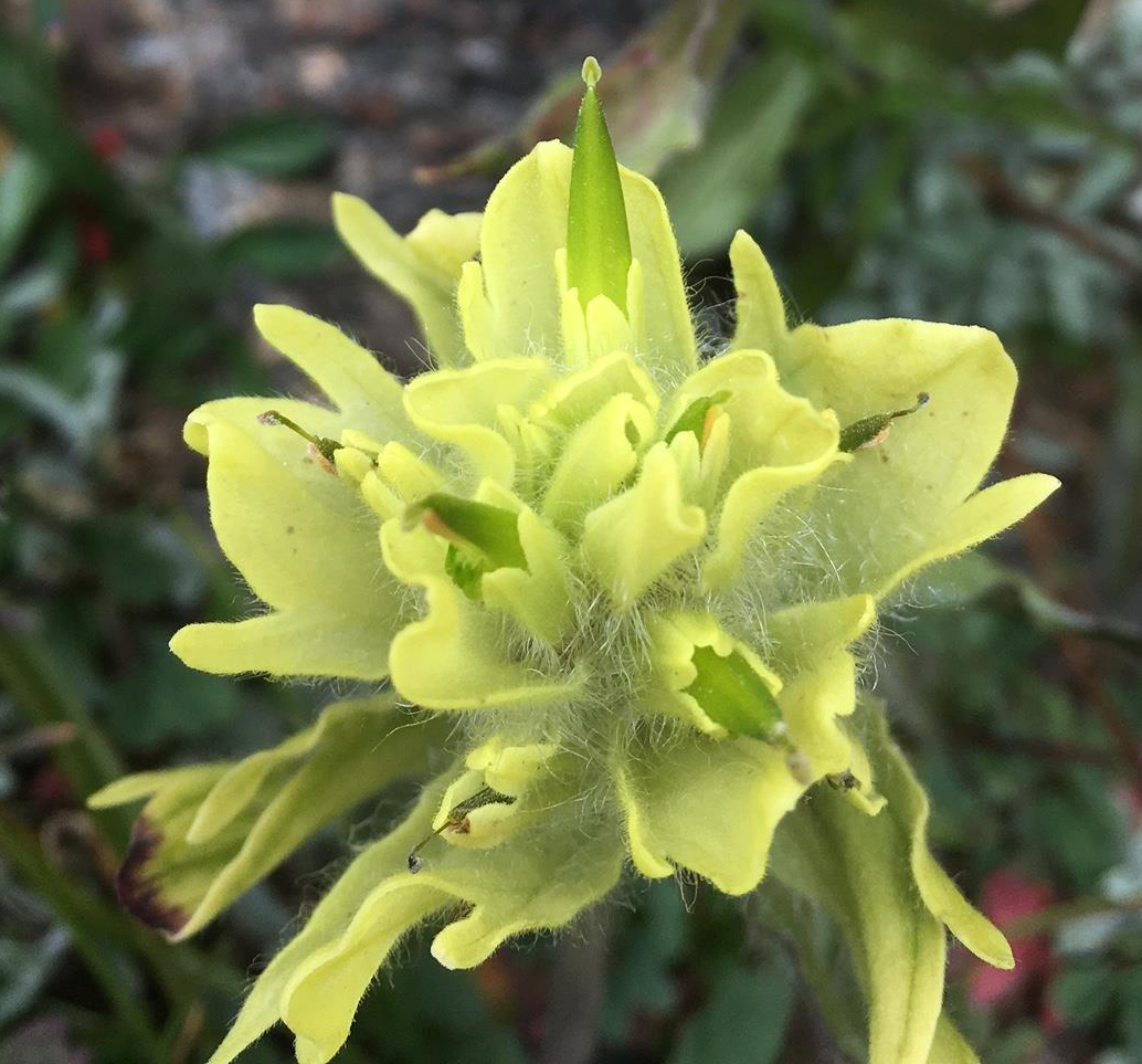 Castilleja occidentals