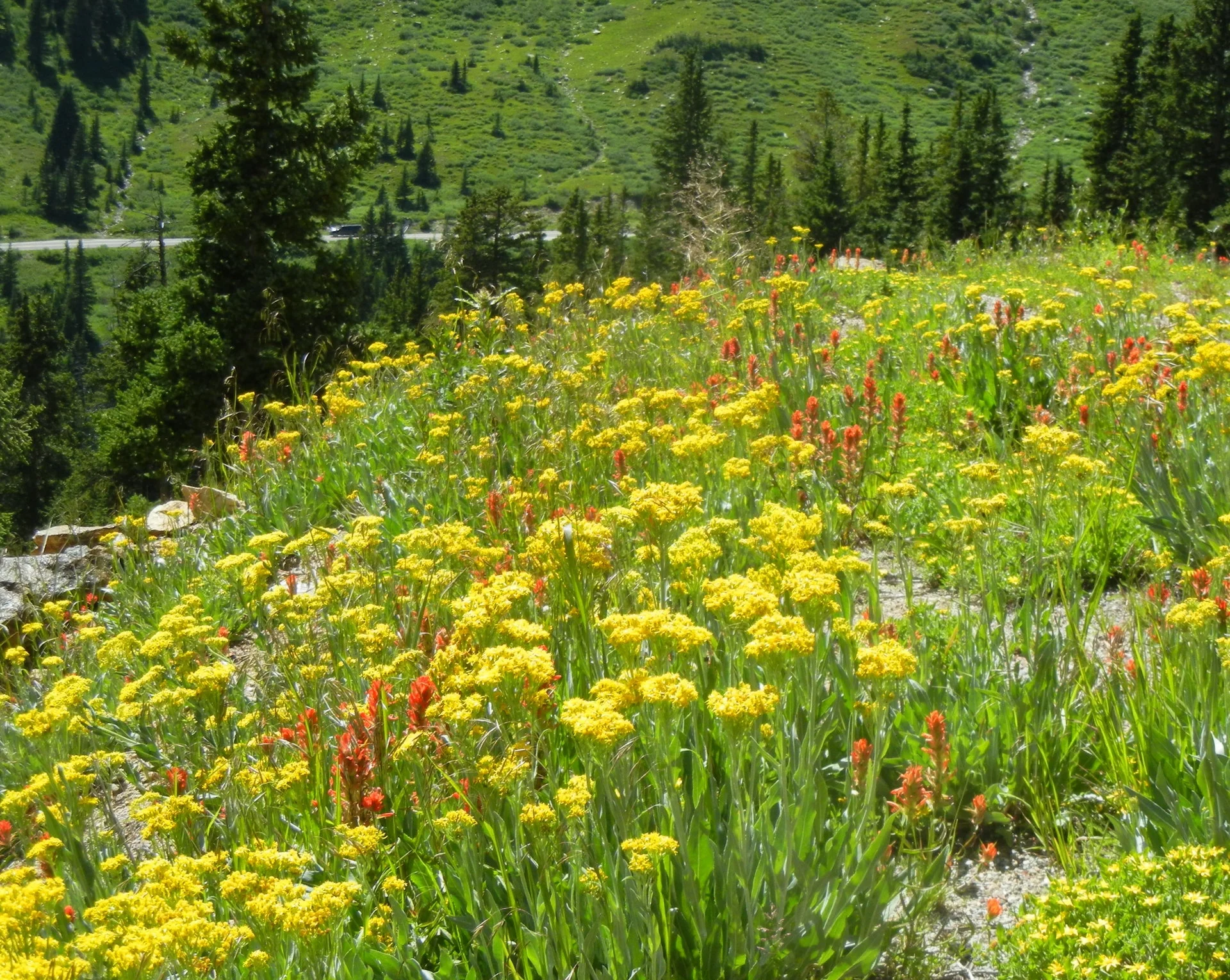 roadside flowers.JPG