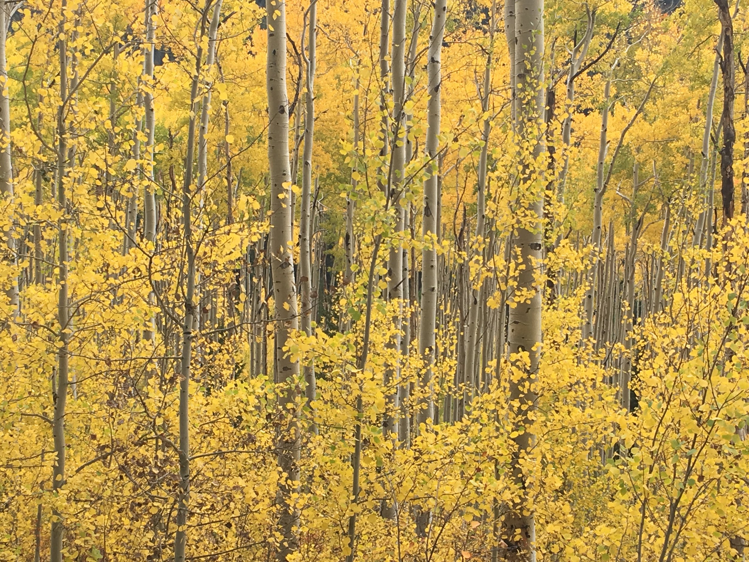 9-Sept 9.28.16 .jpeg