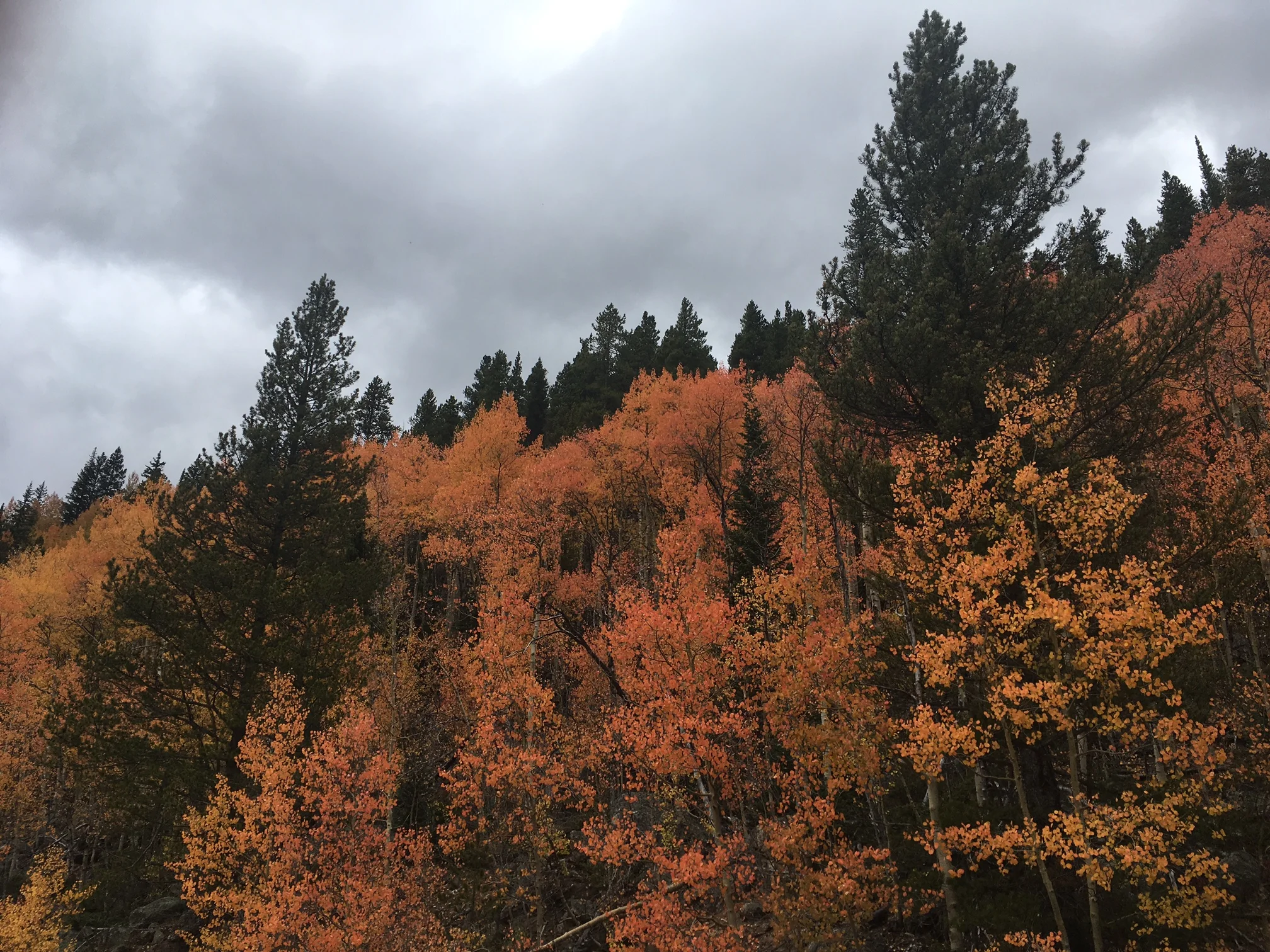 9.19.17 roadside orange.JPG