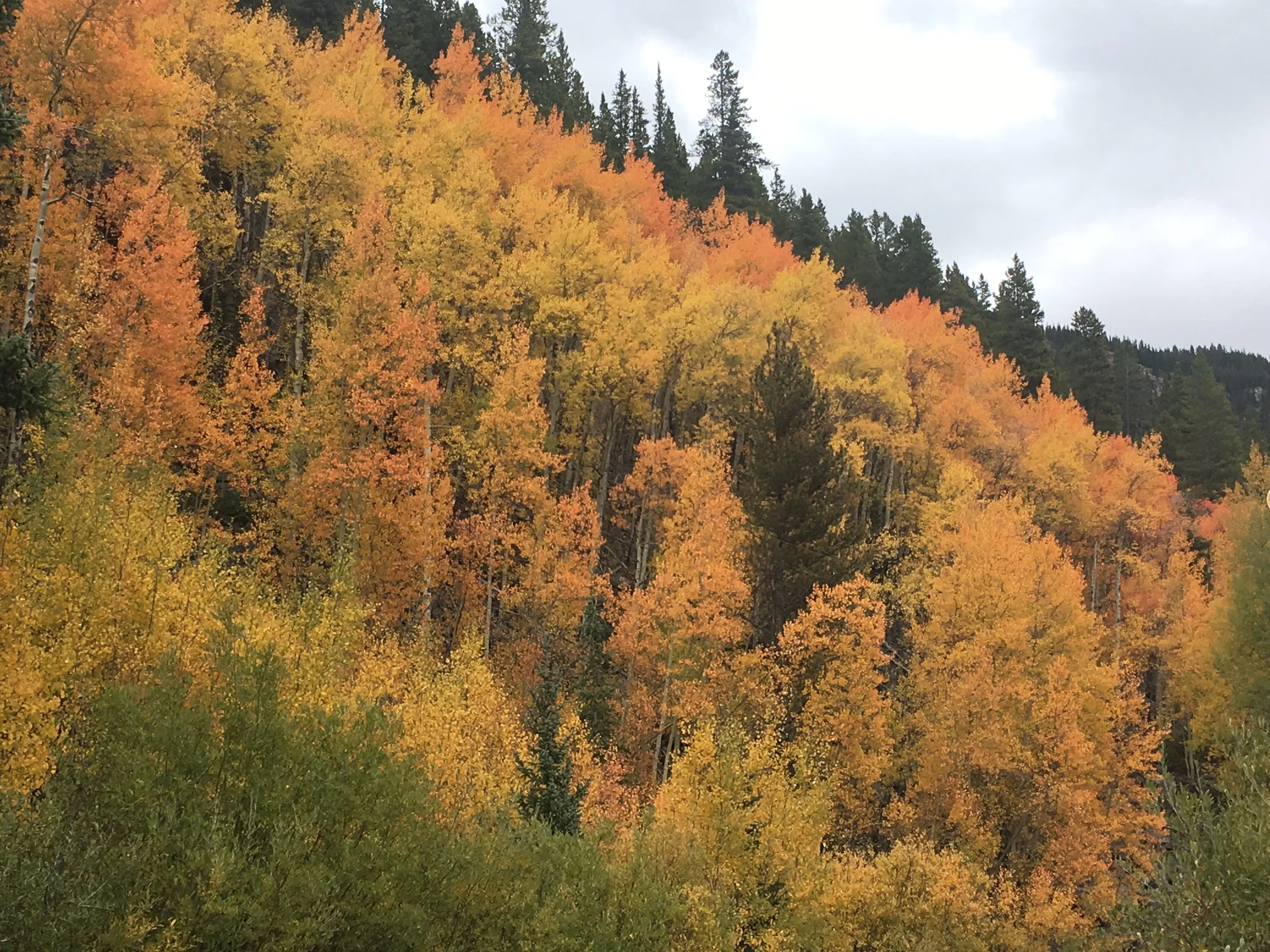 9.22.17 roadside all colors.JPG
