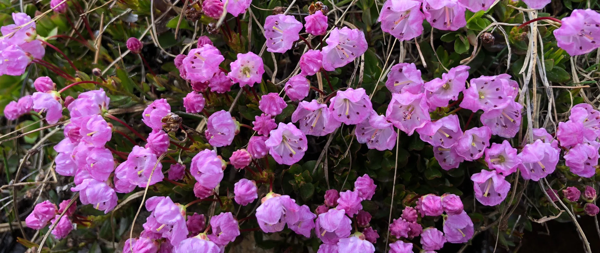 Alpine laurel (Kalmia microphylla) June 20, 2018, upper Lost Man Trail