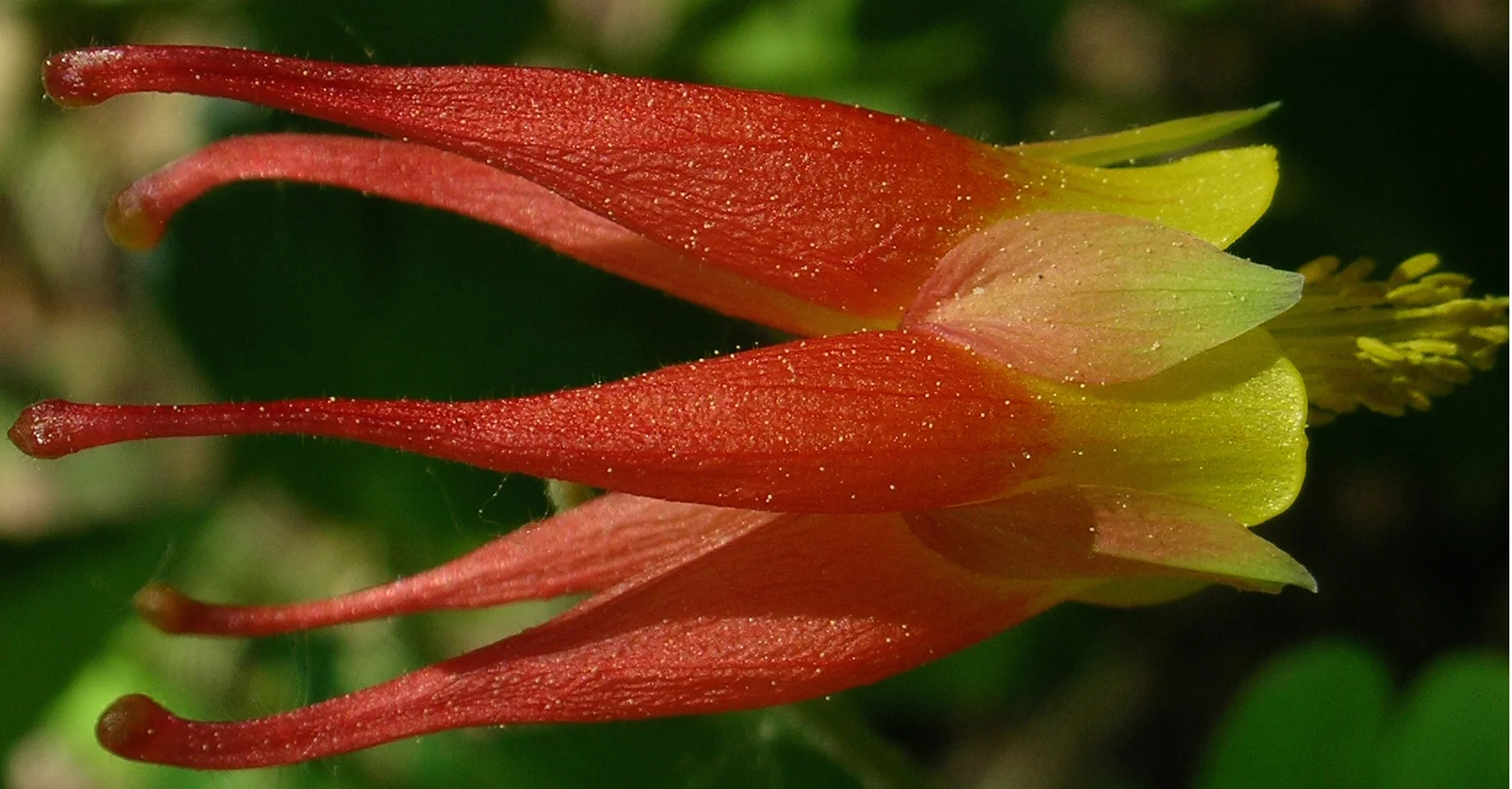 Red columbine (Aquilegia elegantula) June 7, 2018, Highway 82 near Lincoln Creek