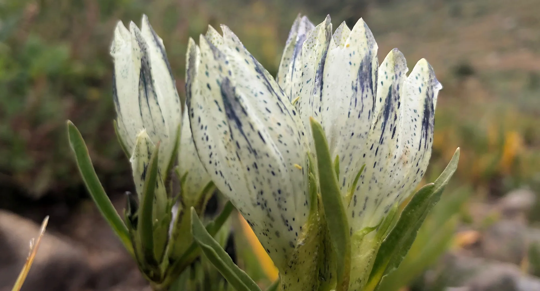 Arctic gentian (Gentiana algida), August 20, 2018, Midway Trail