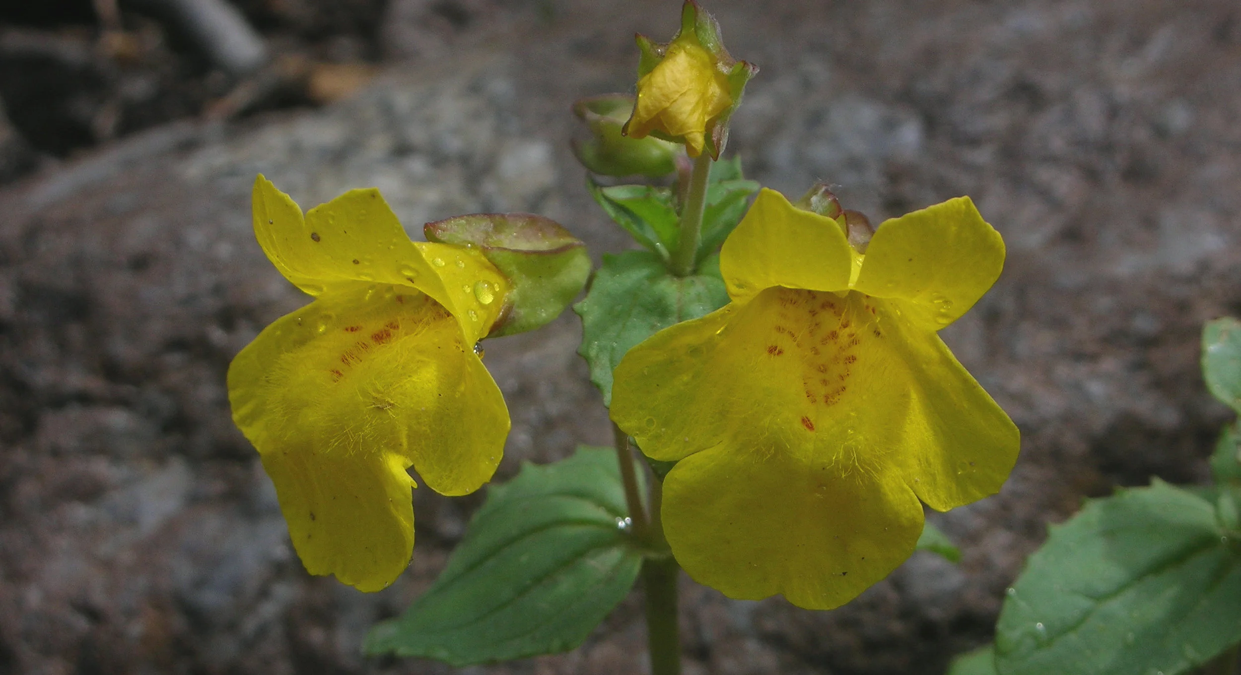 Monkey flower (Mimulus tillingii), August 10, 2018, Roaring Fork River