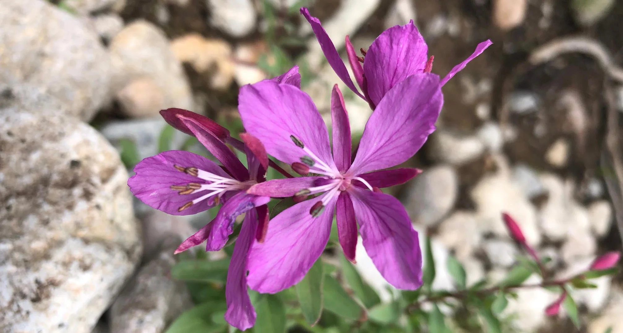 Alpine fireweed (Chamerion latifolium), July 26, 208, New York Trail