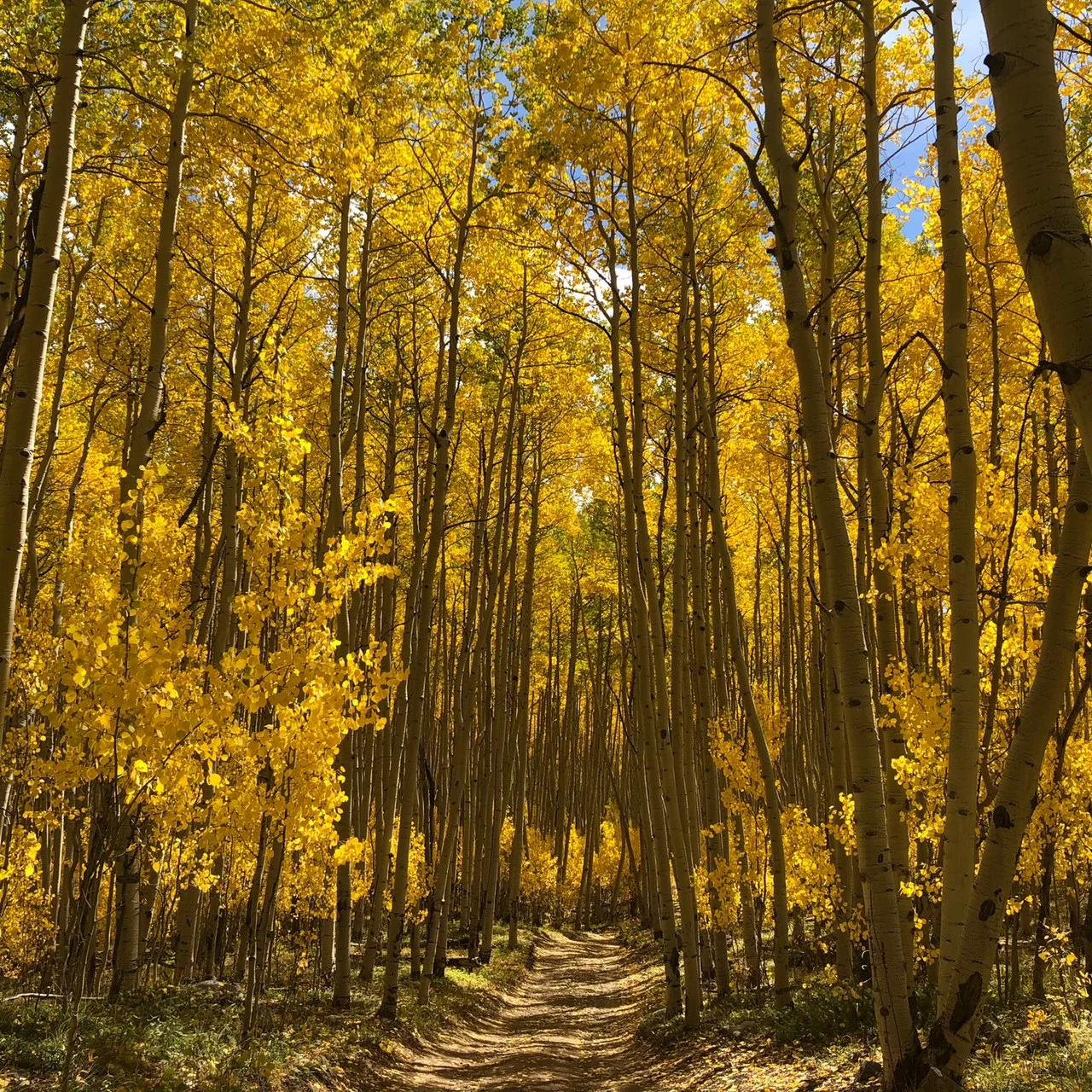Yellow brick road.jpg