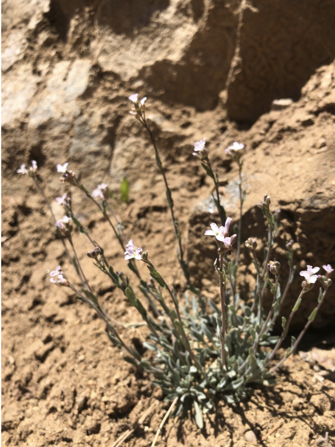 First wildflower of 2020!