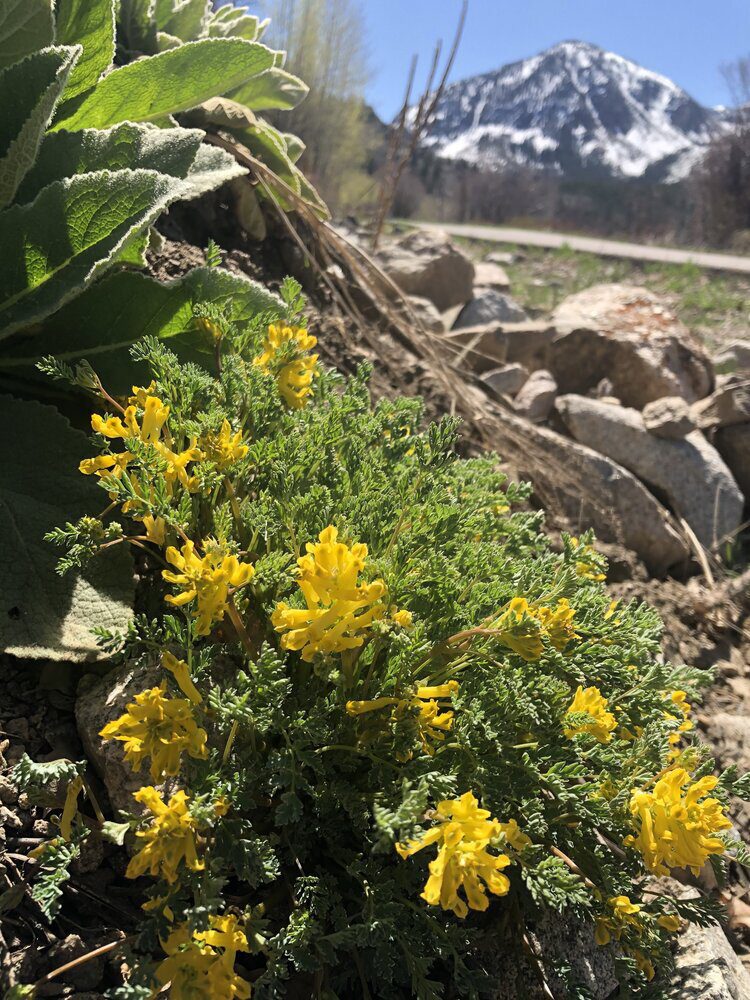 Good day, sunshine