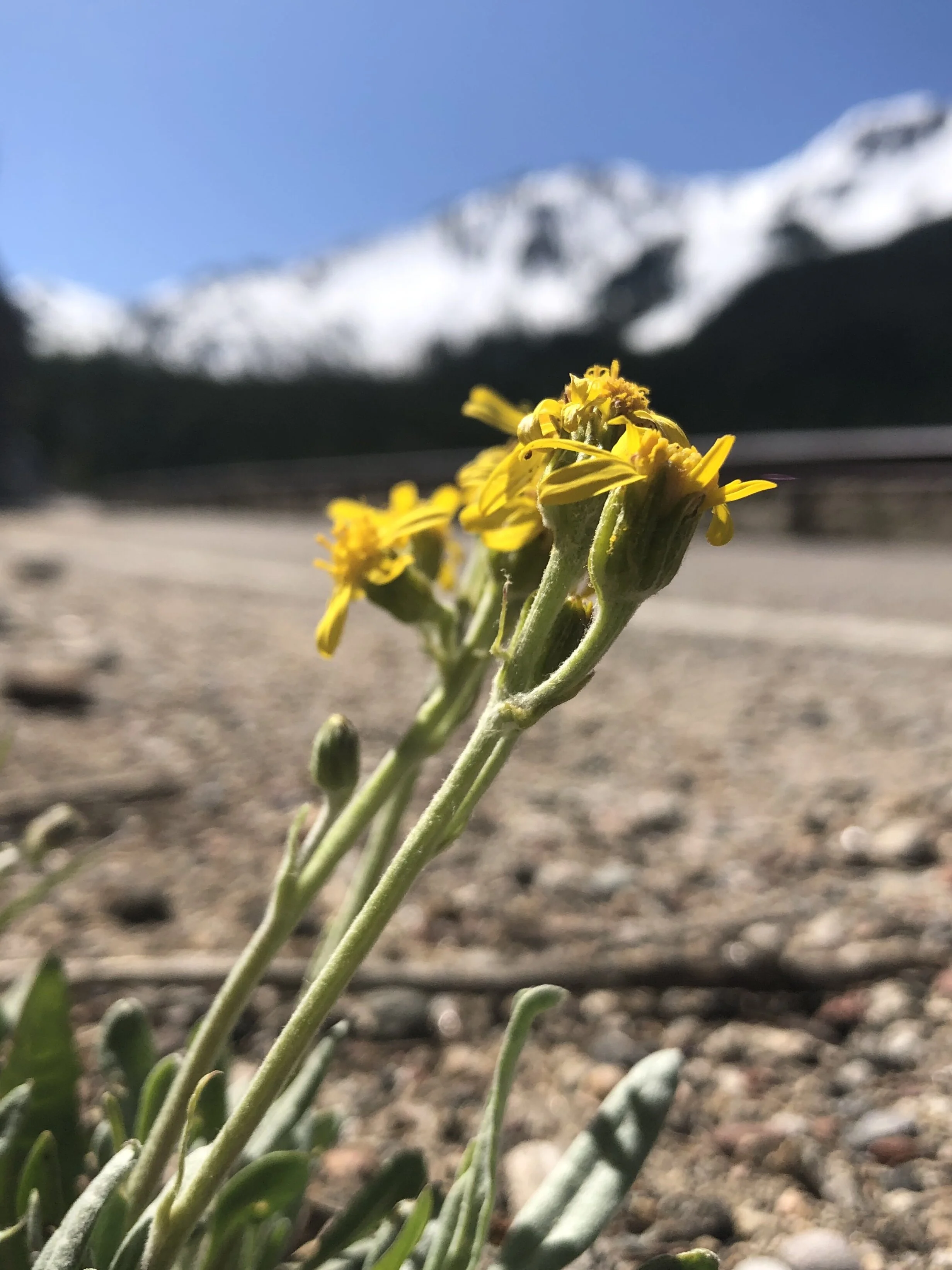 Dozens of flowers in one