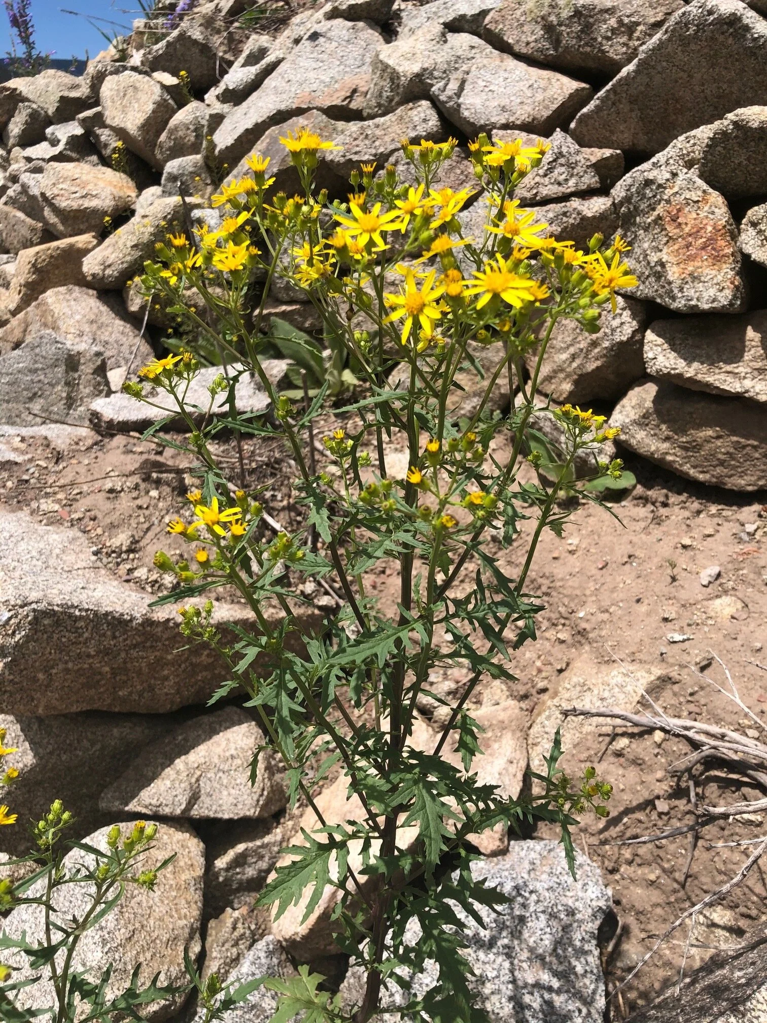 Senecio eremophilus.jpg