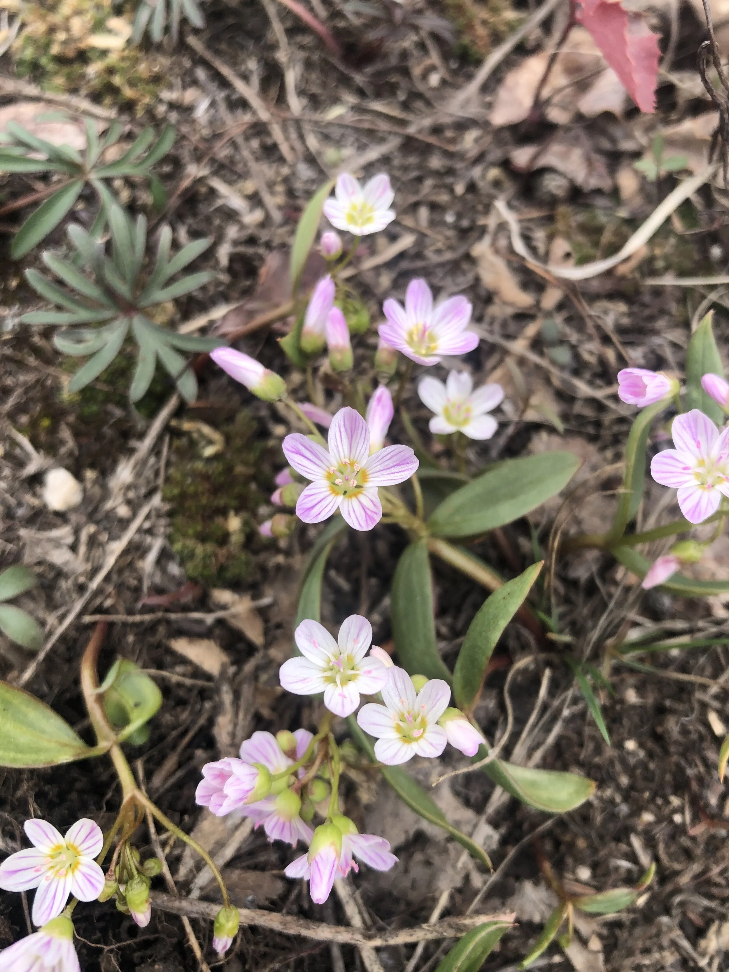 First wildflower of 2021!
