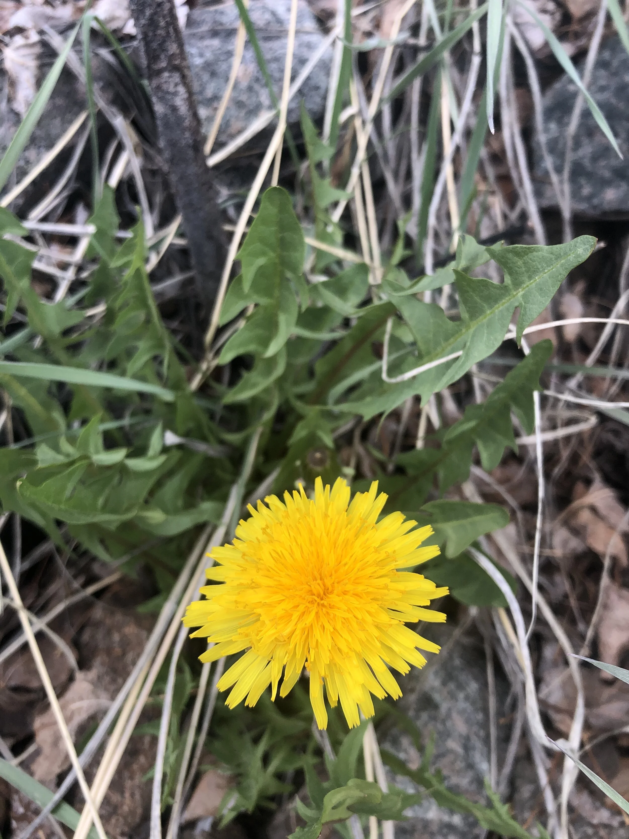 A dandy, indeed