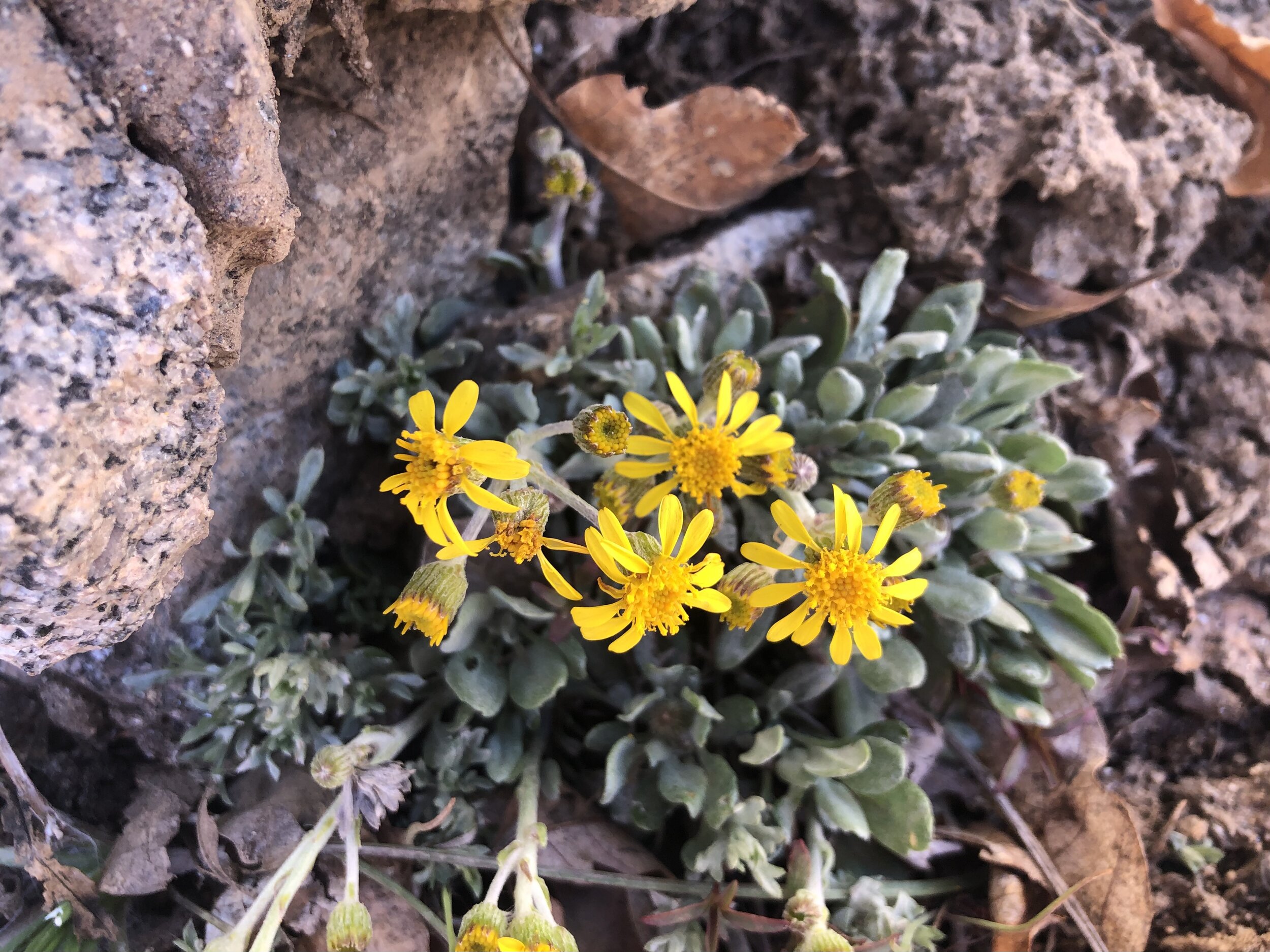 Dozens of flowers in one