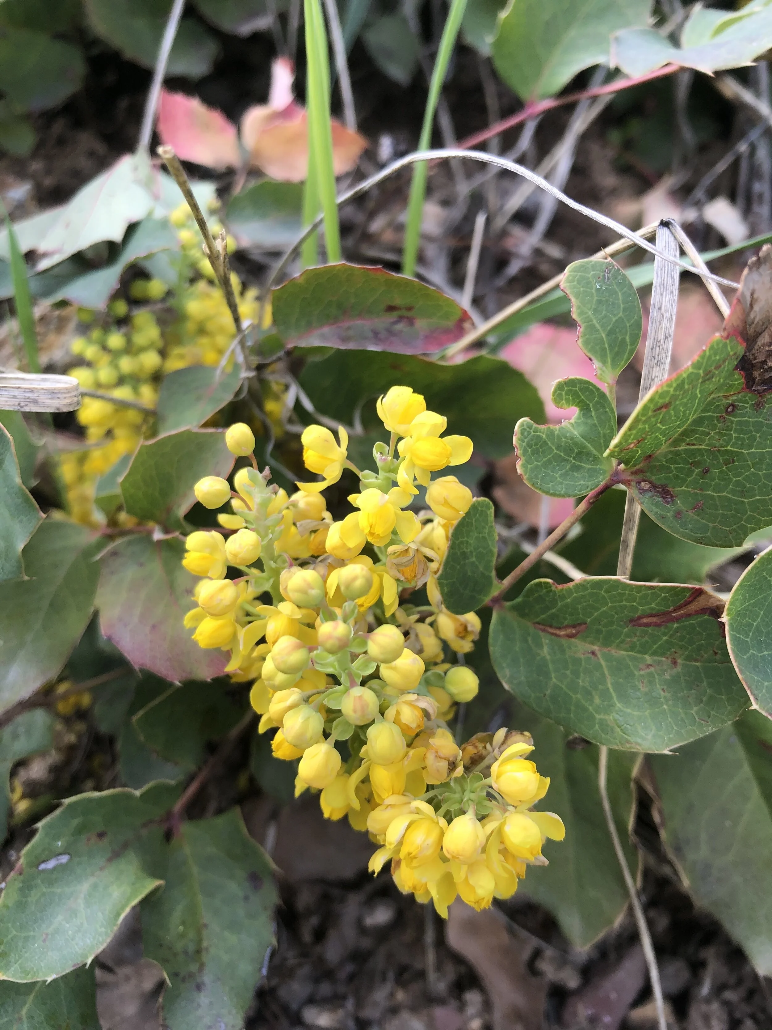 An early evergreen