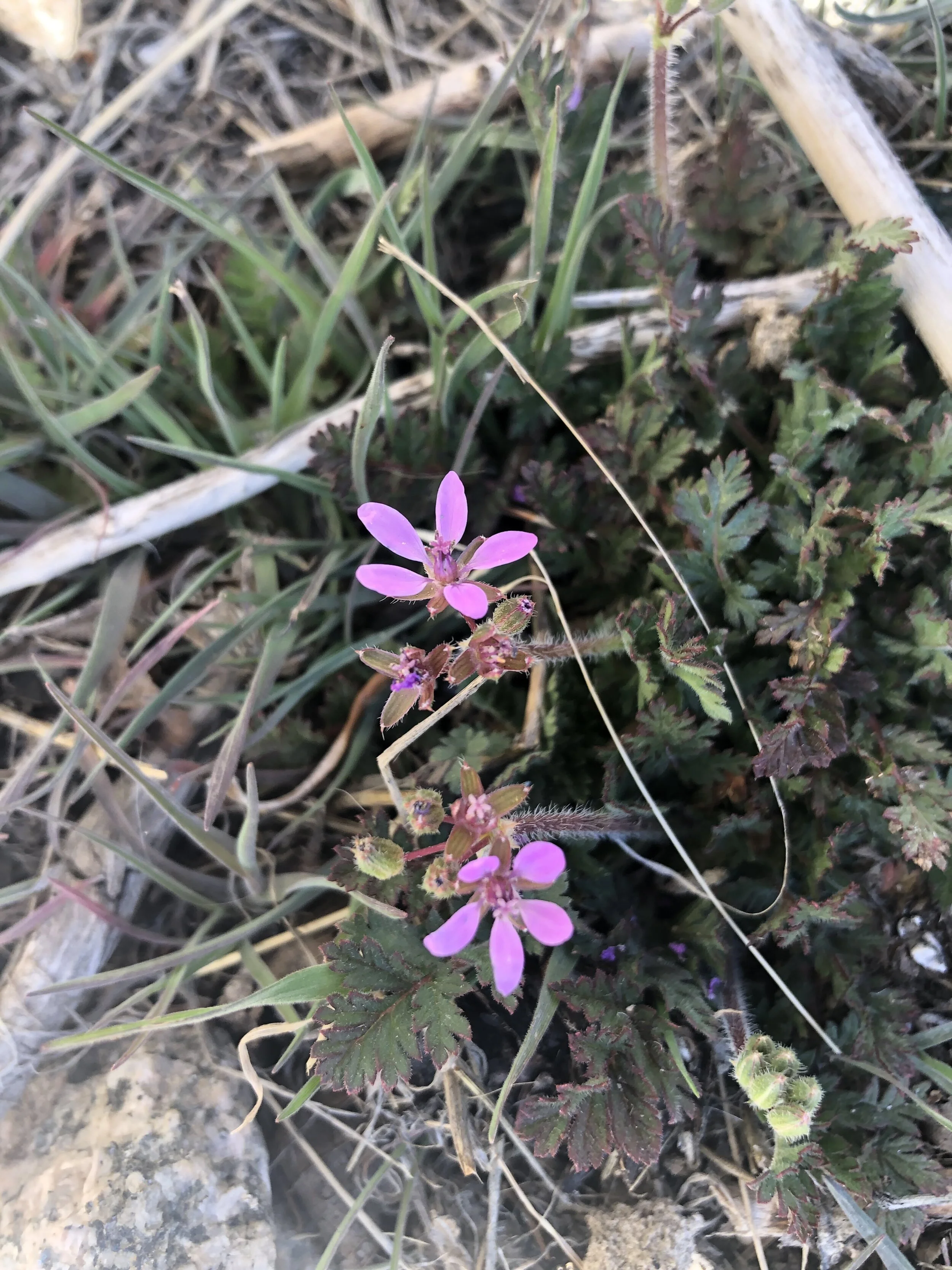A weed? Maybe not . . . 