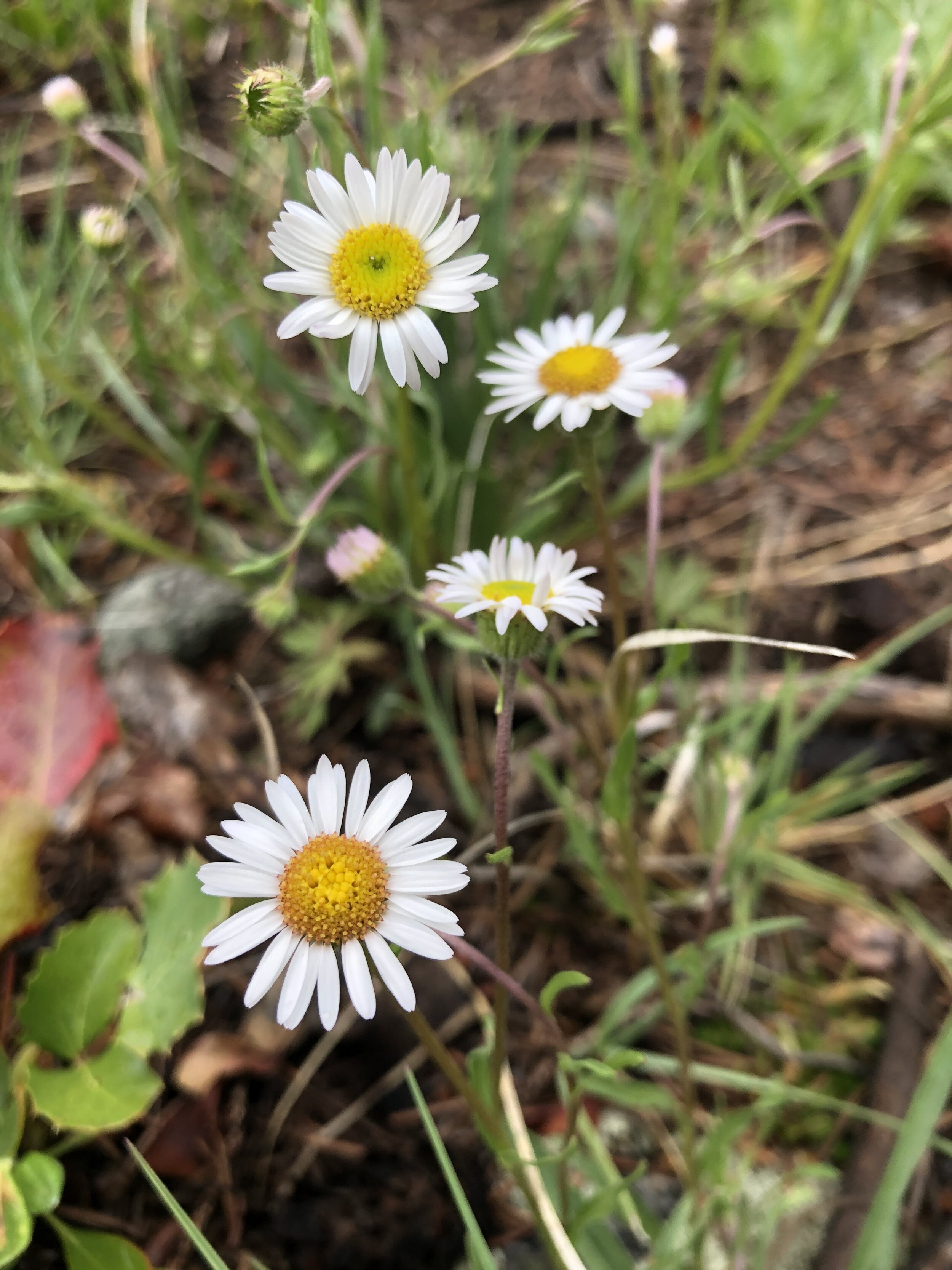 First daisy of the year