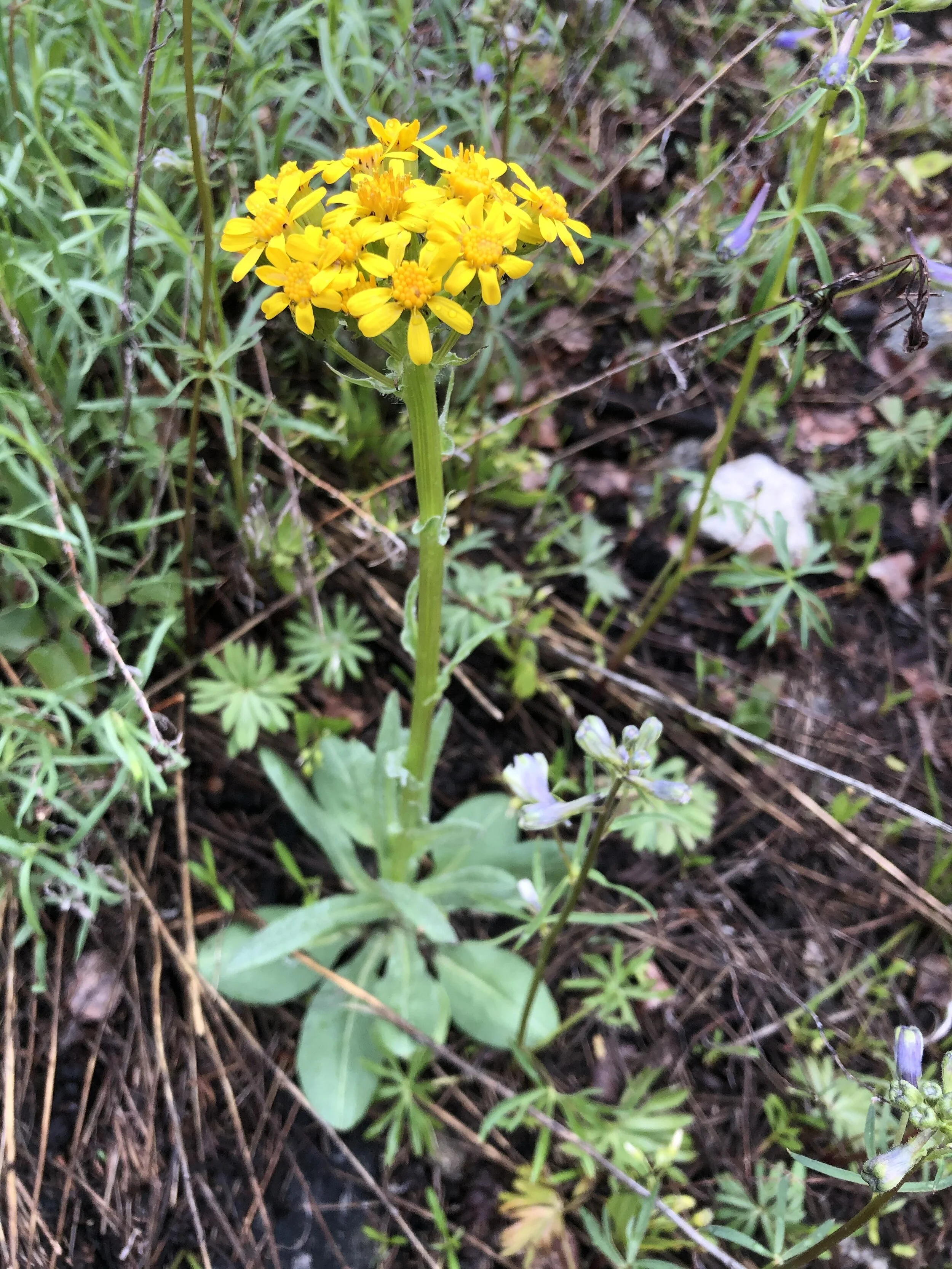 With a name like "ragwort" . . .