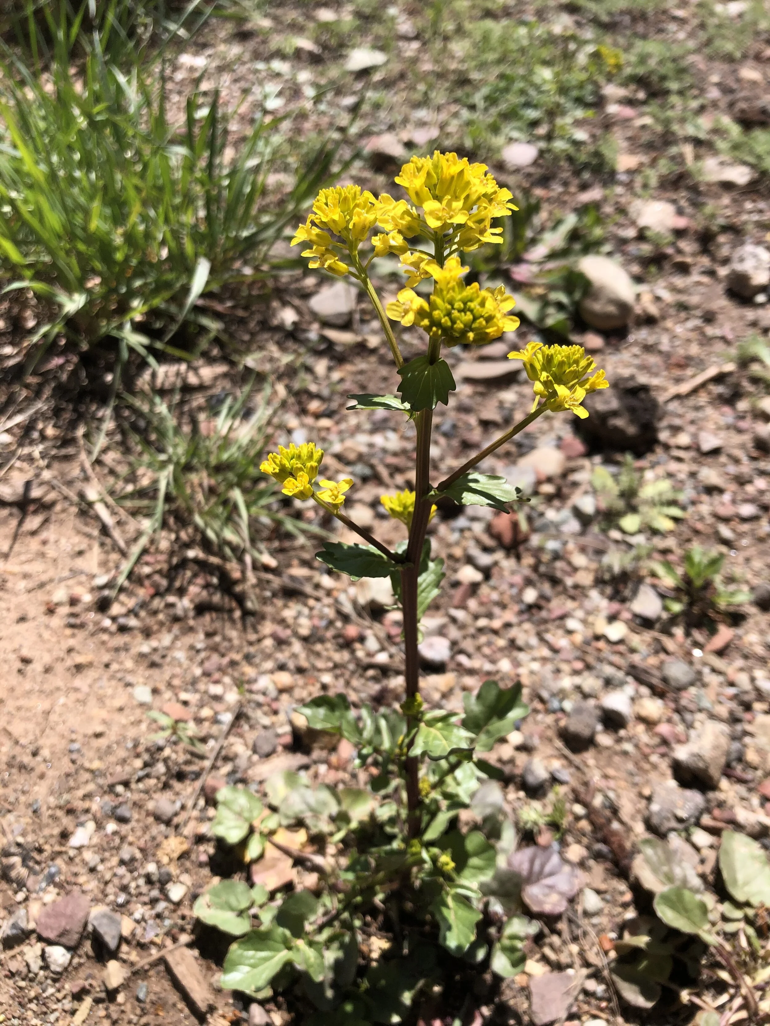 What's in a weed?