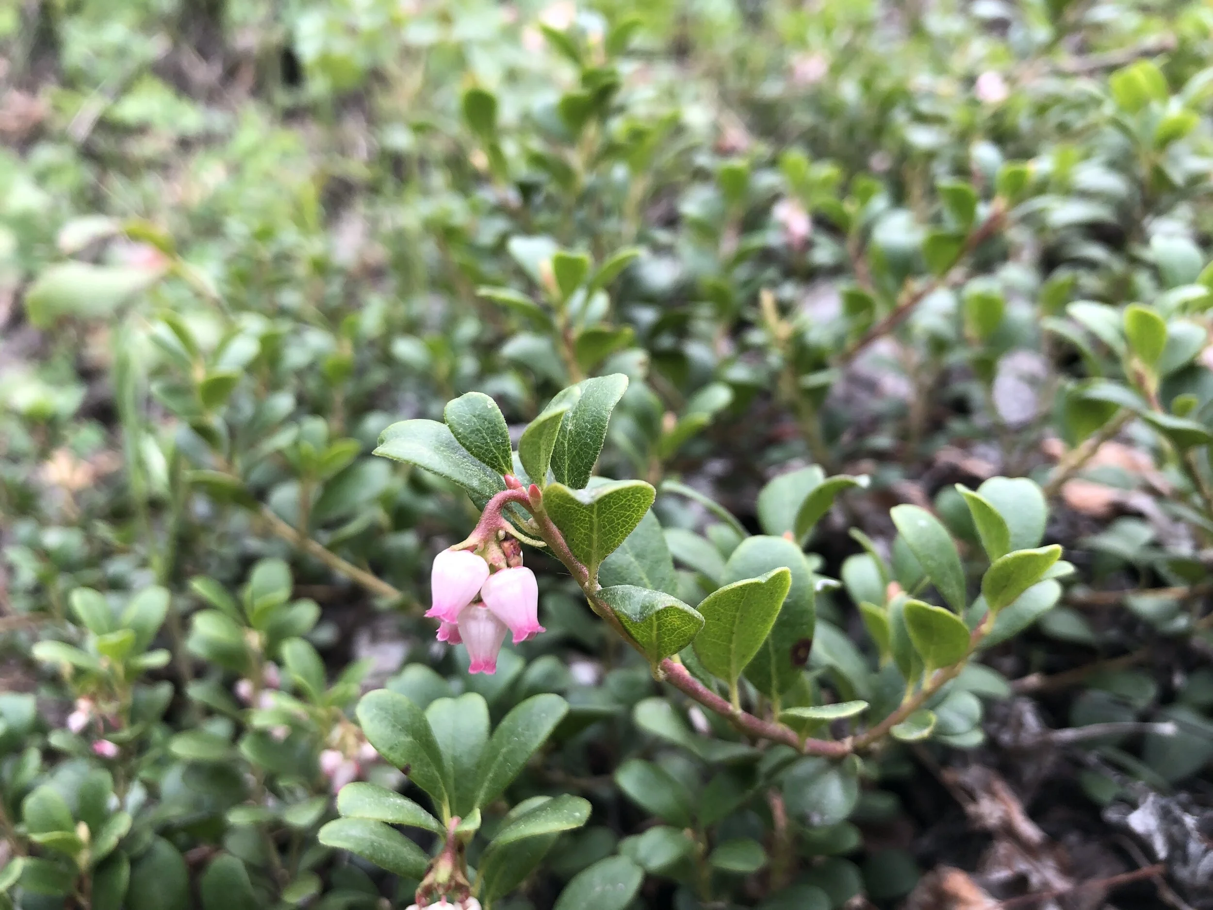 Number two of three wild blueberries