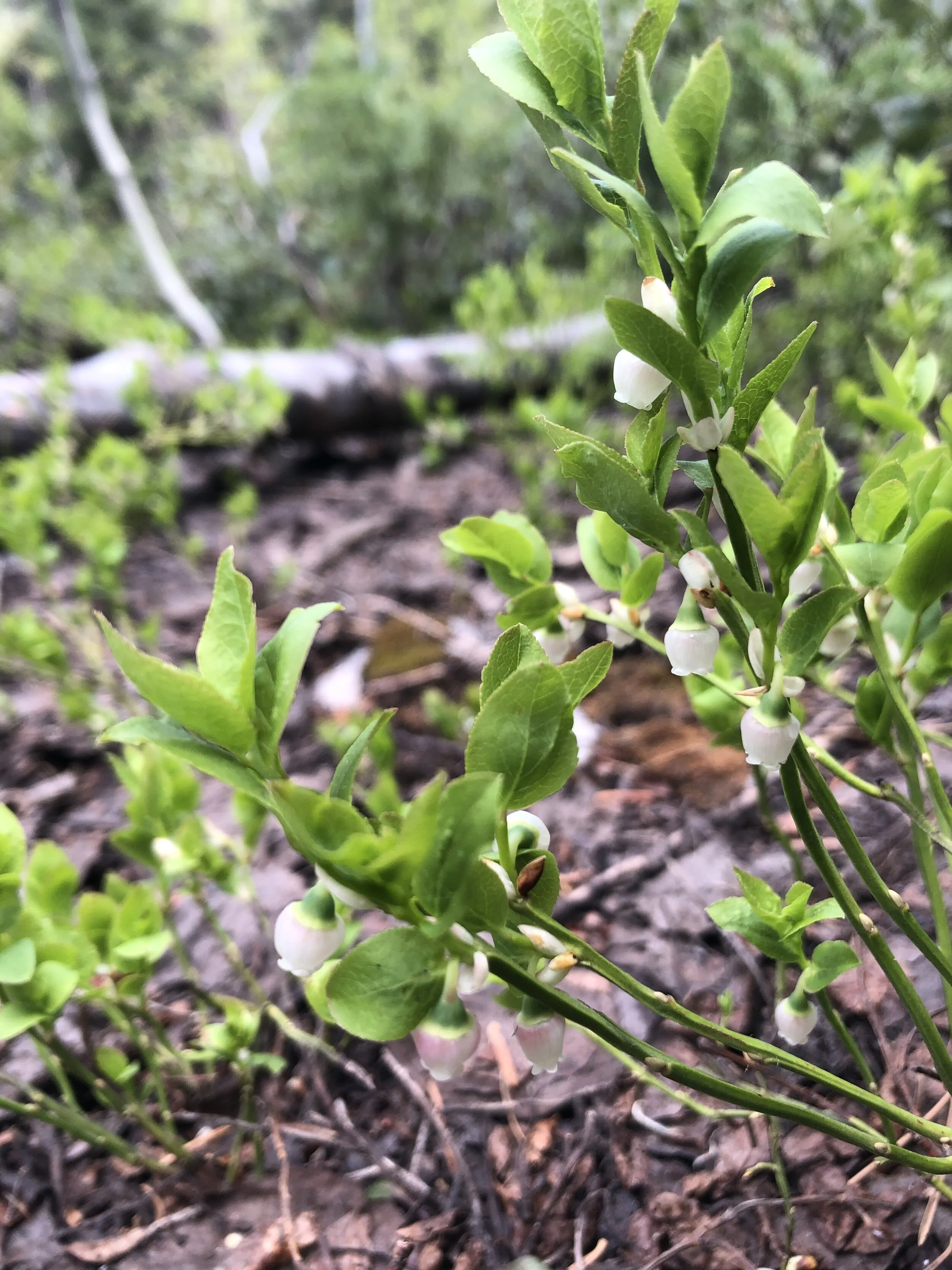 Precious few wild blueberries