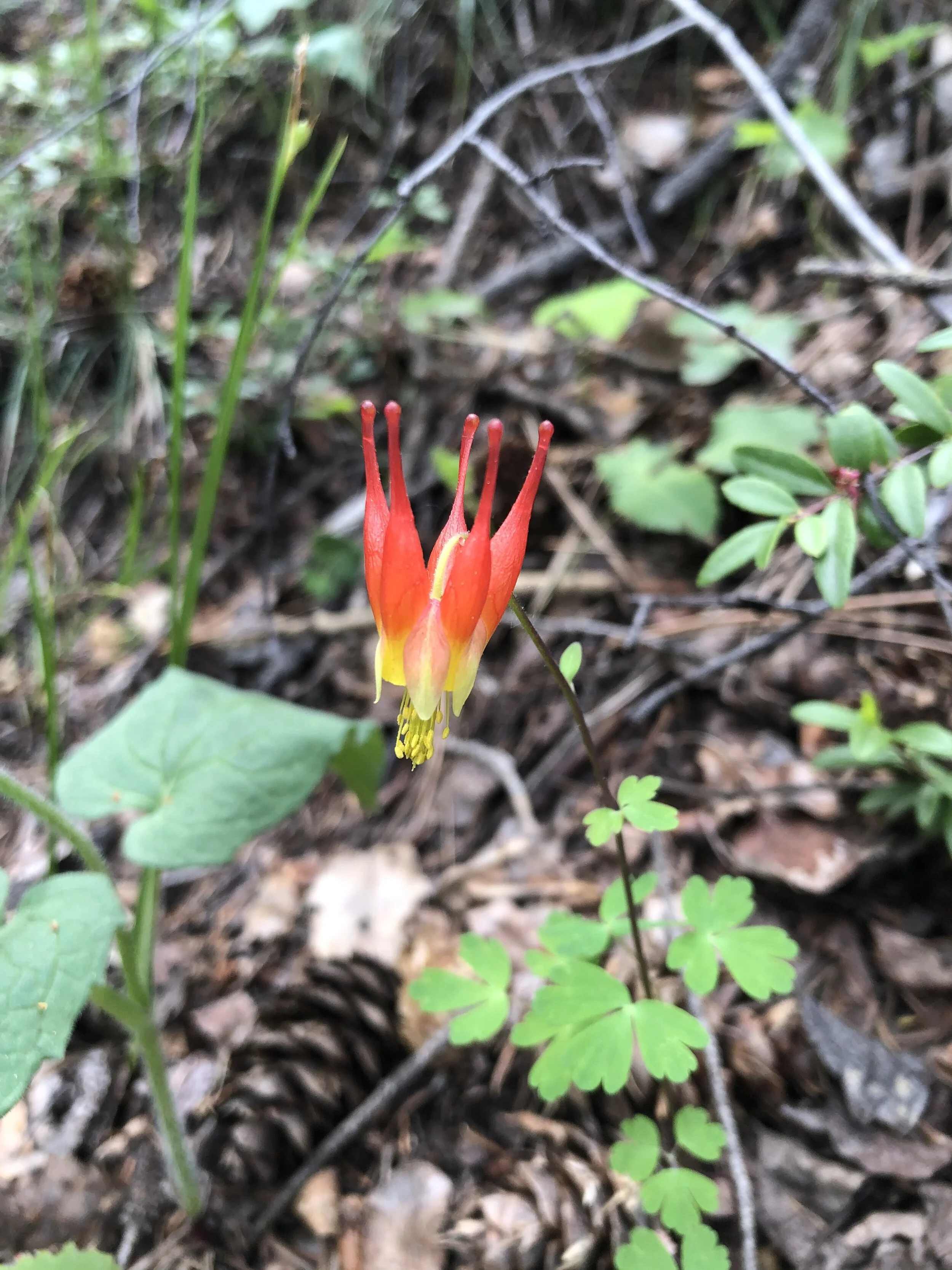 Stars of the forest