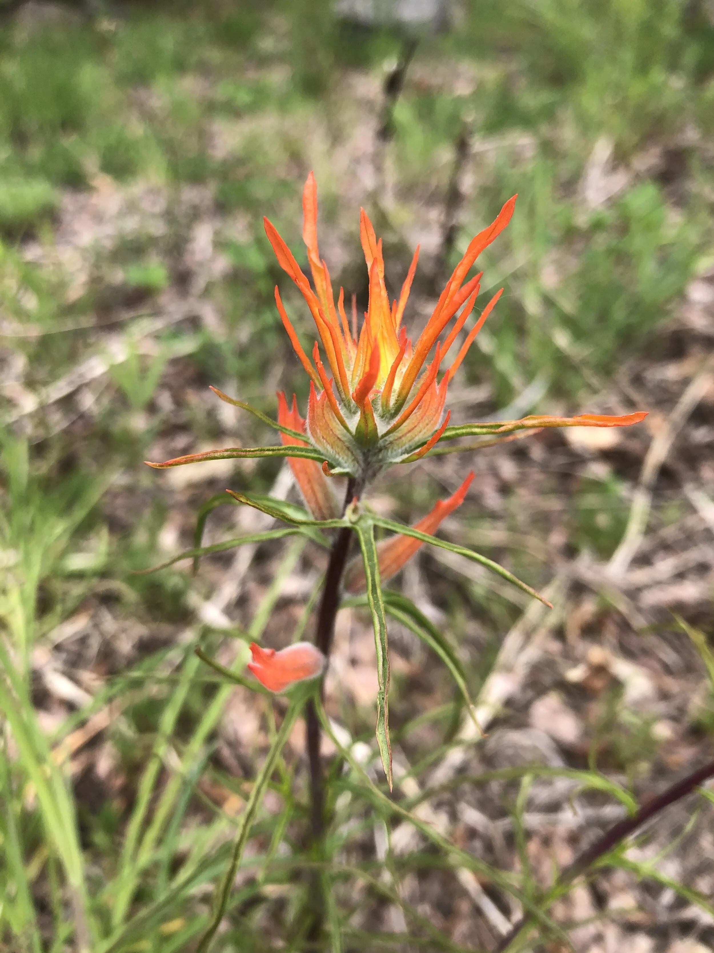A pointilist paintbrush
