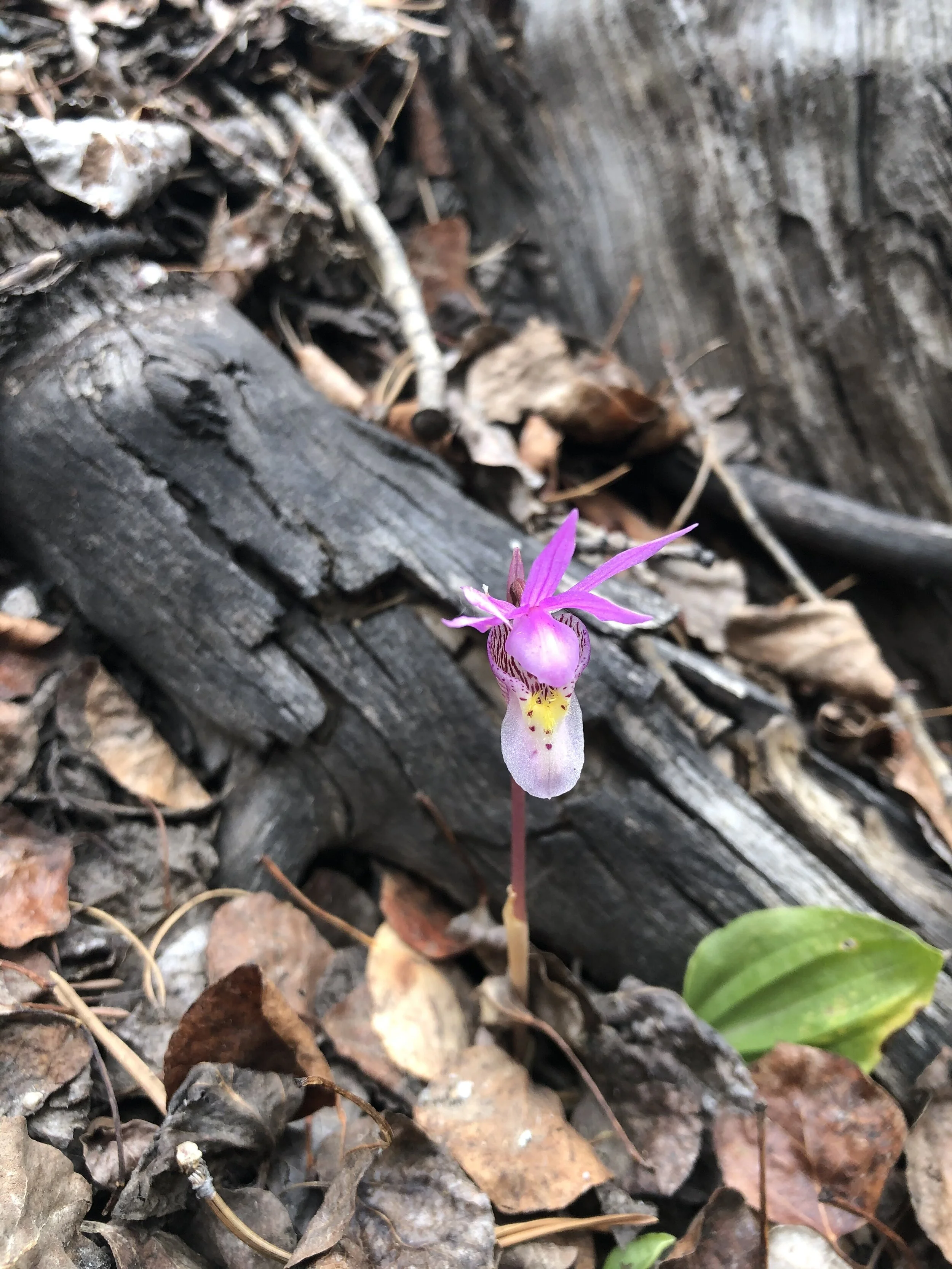 First orchid of 2021