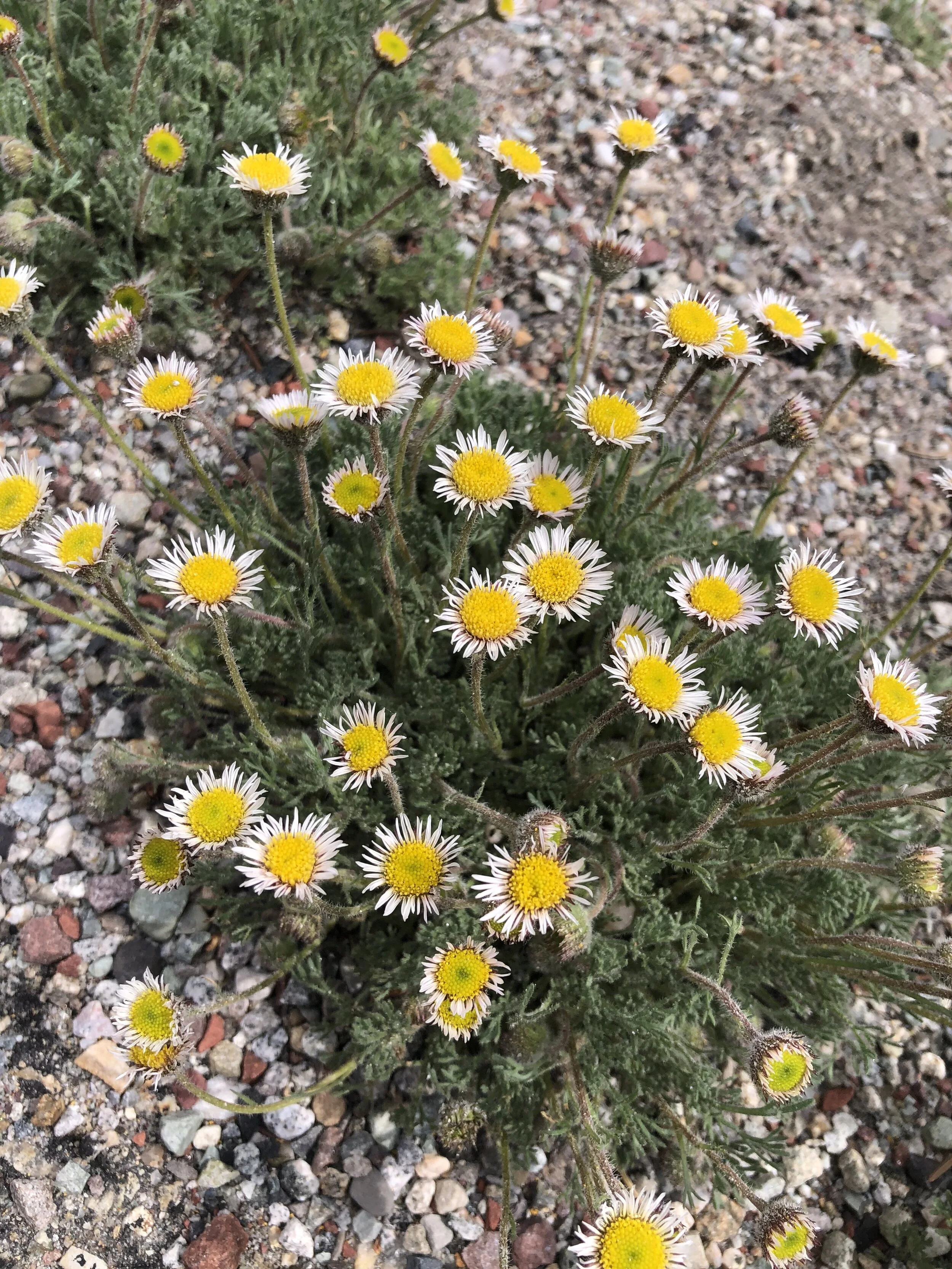 Erigeron compositus Grottos Wall 9,600' 6.2.21.jpg
