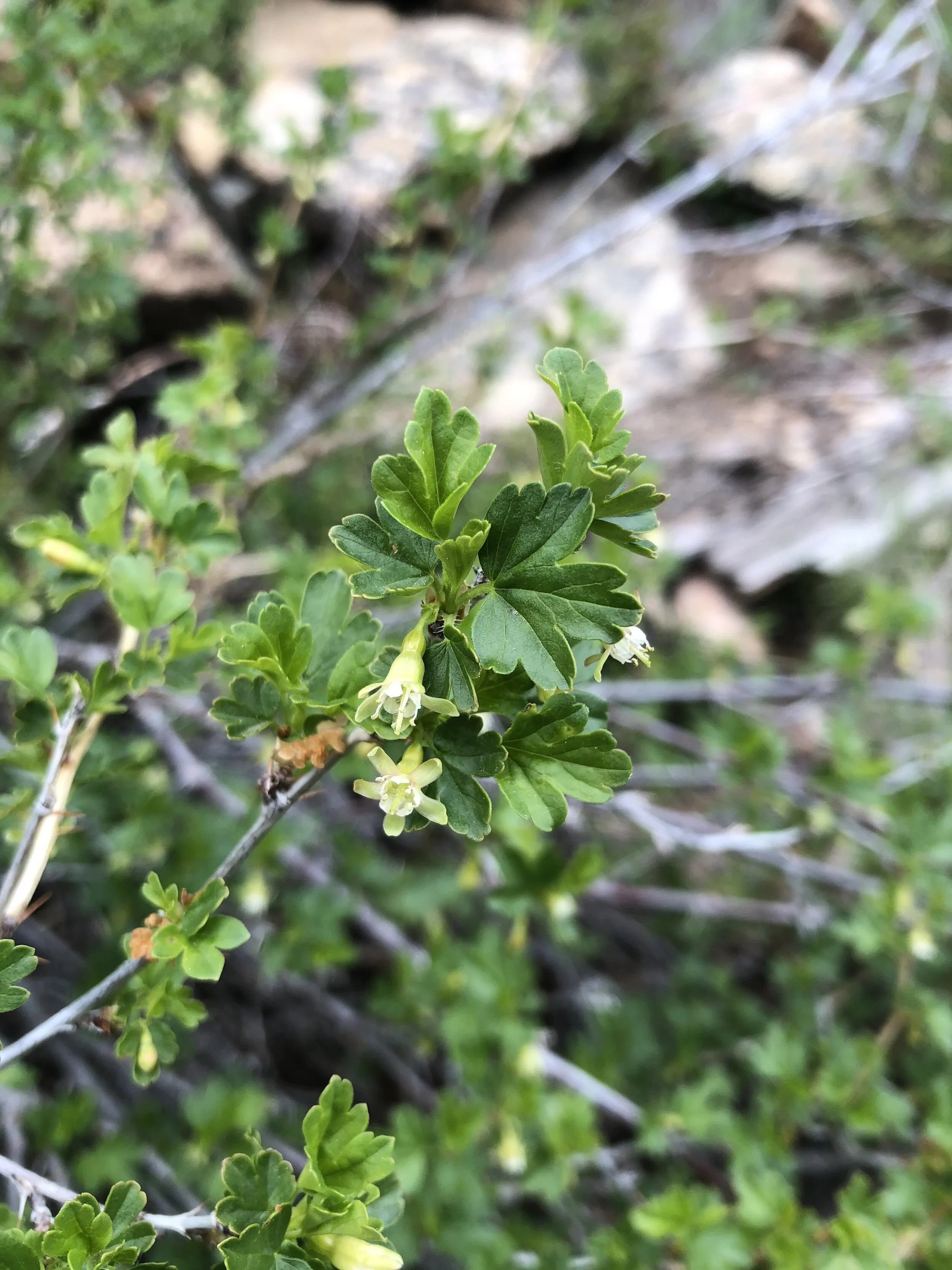 The current currant