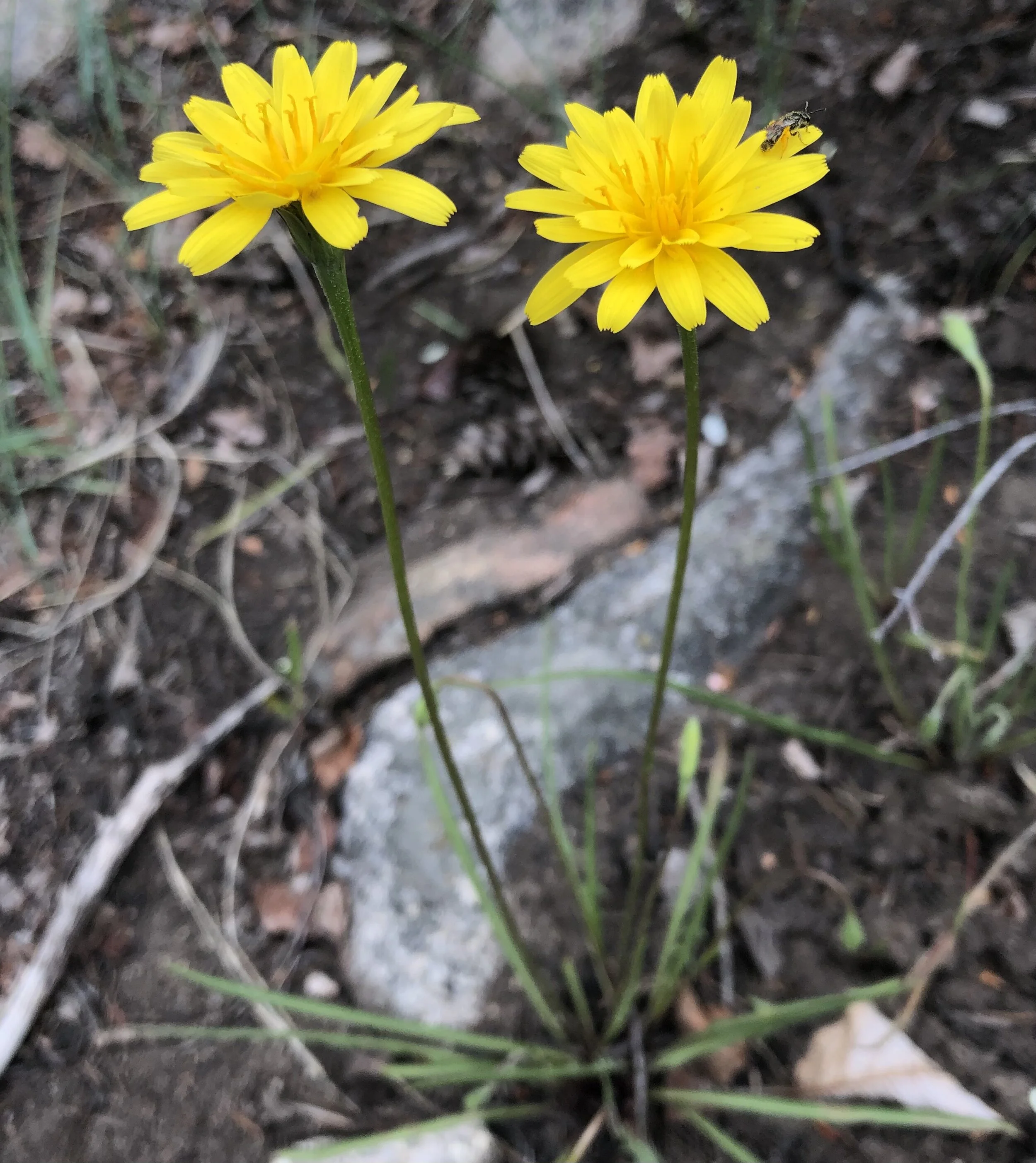 Exactly WHICH yellow daisy is this?