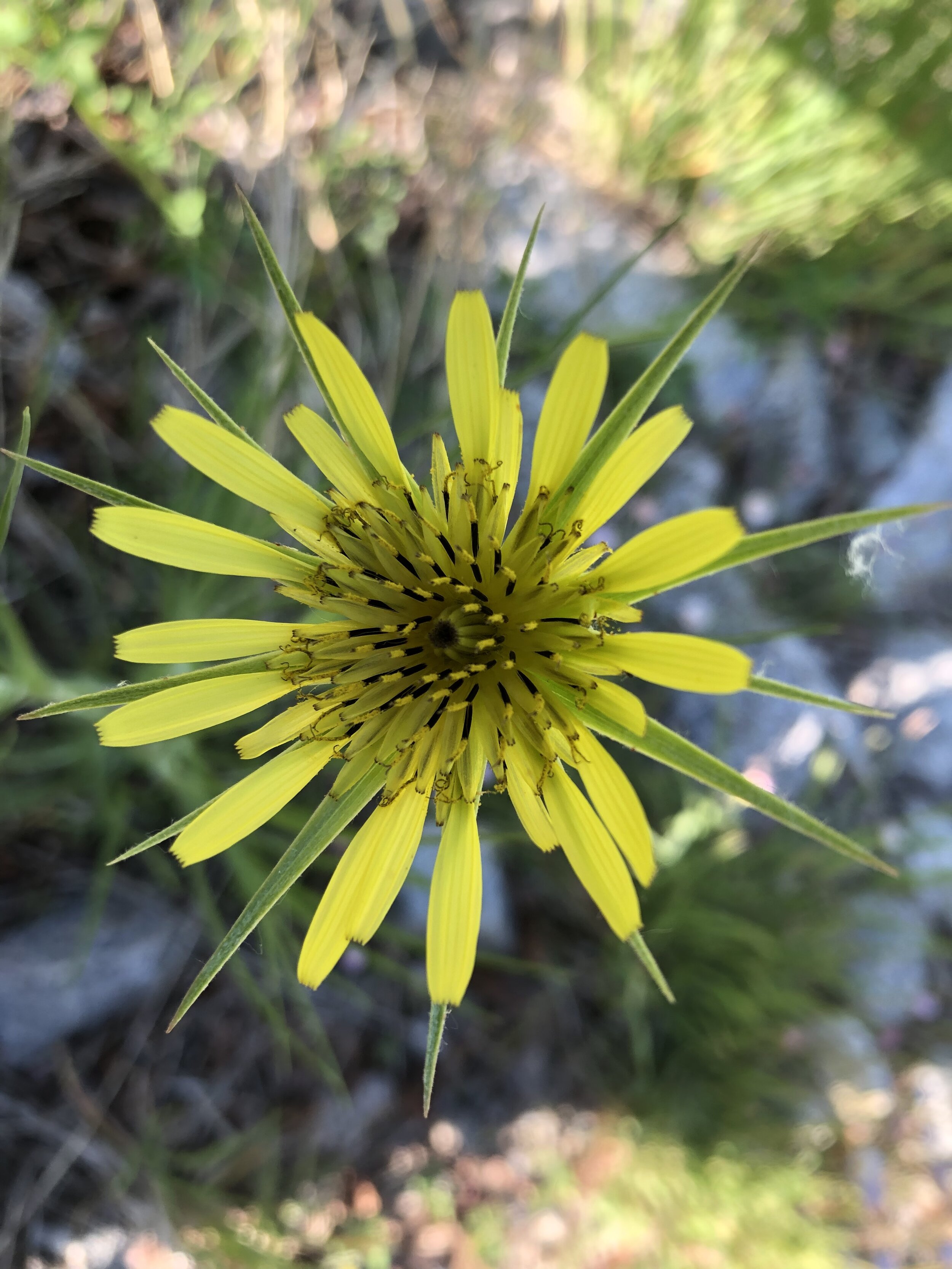 Big Daddy Dandelion