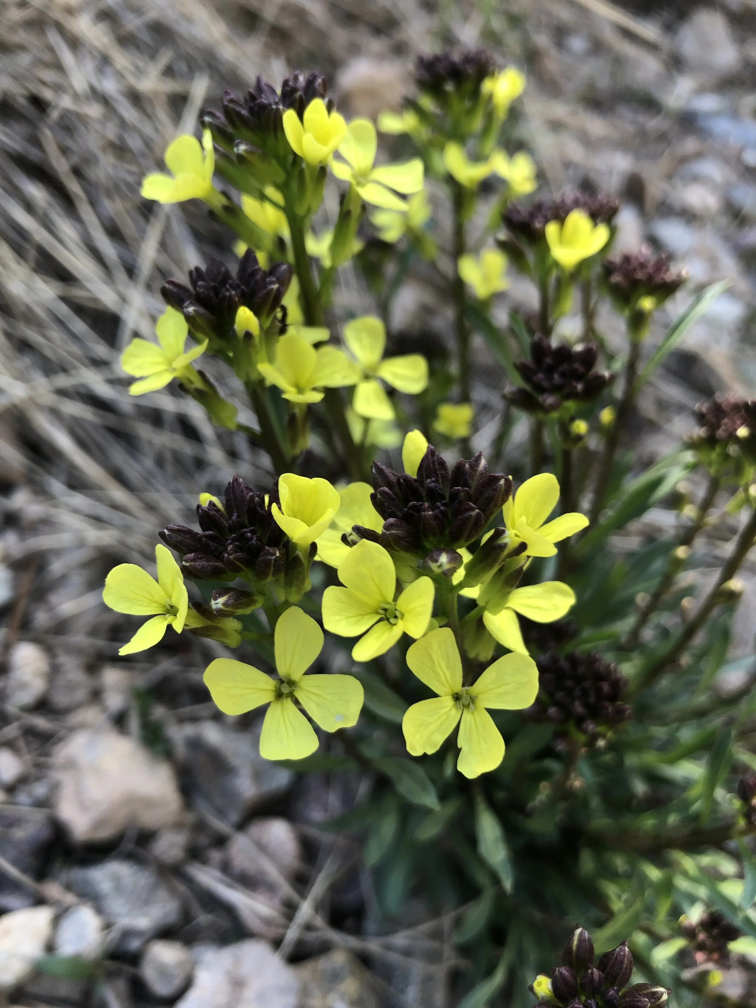 Yellow to the west, lavender to the east