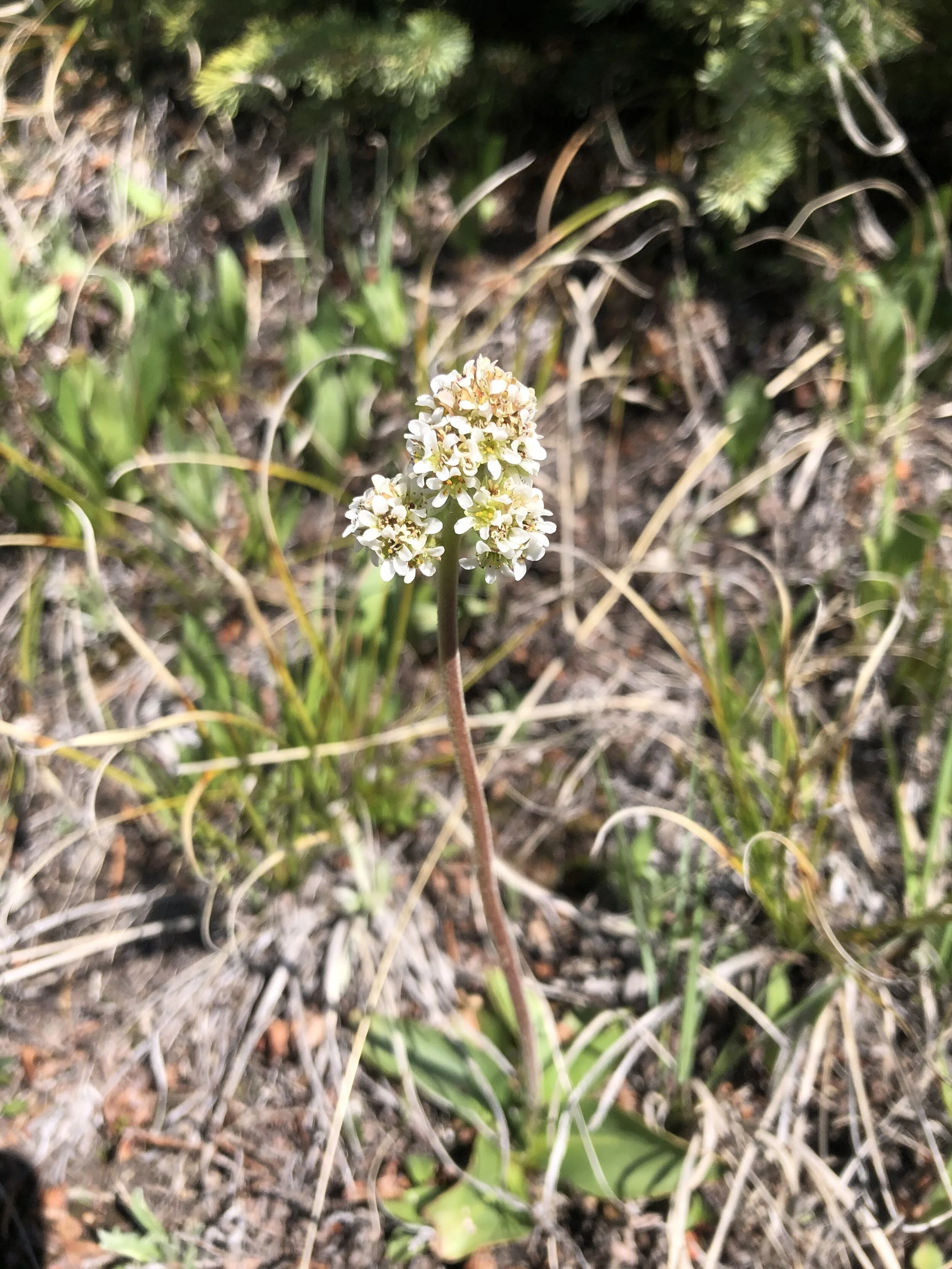 Sufferin' saxifrage!