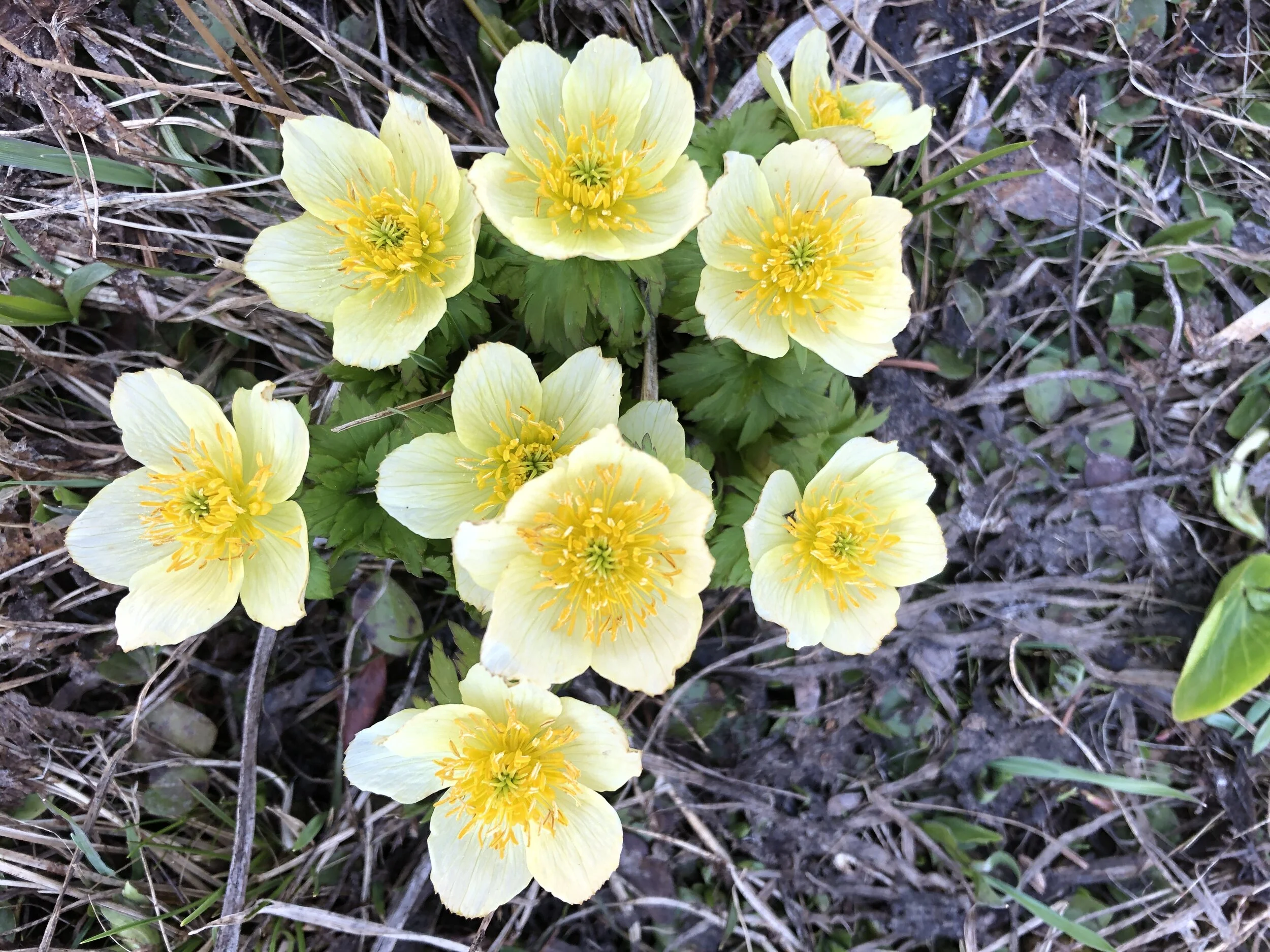 A marigold's best friend