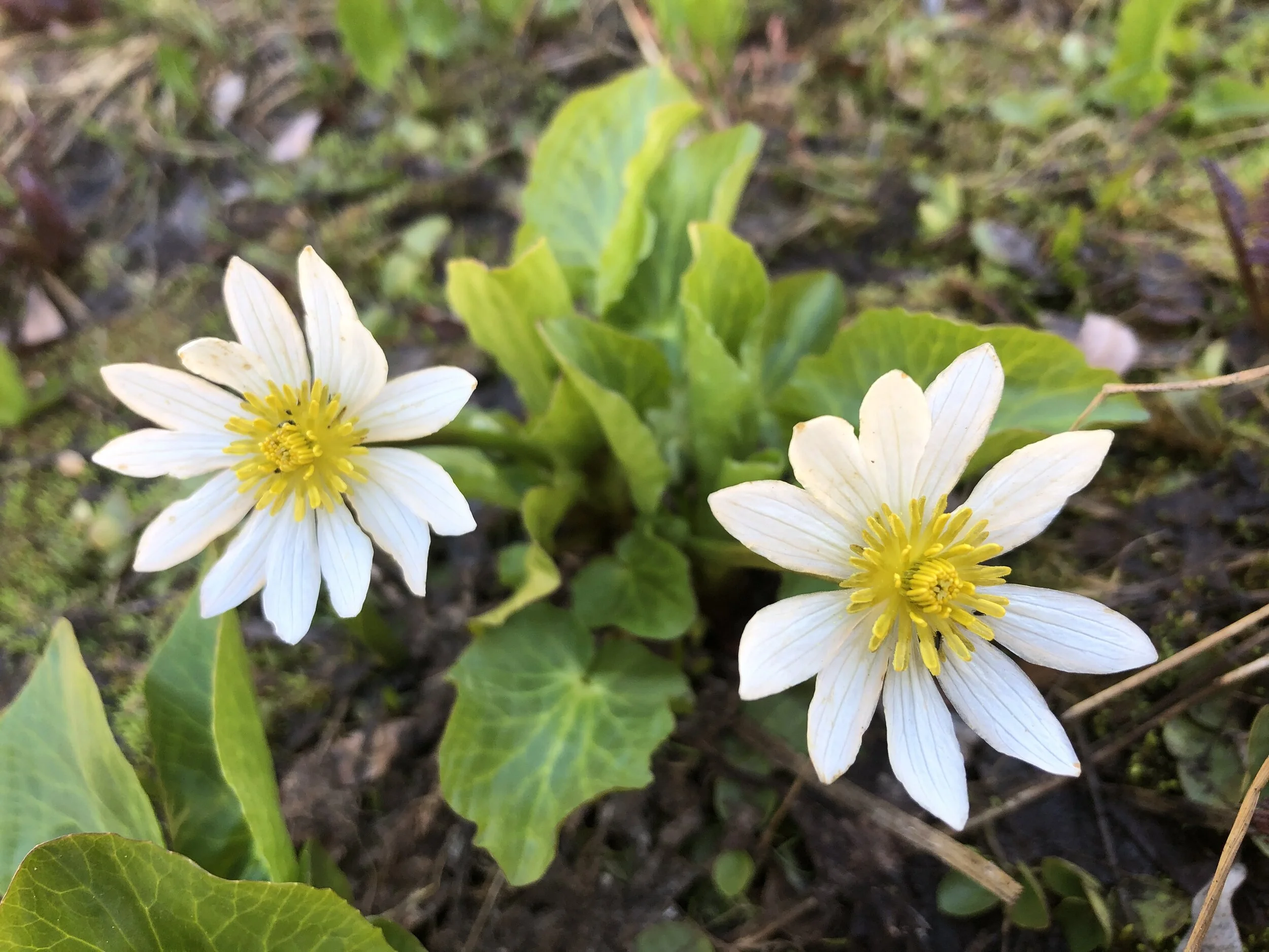 Goodbye, snow, hello, Marsh marigolds!