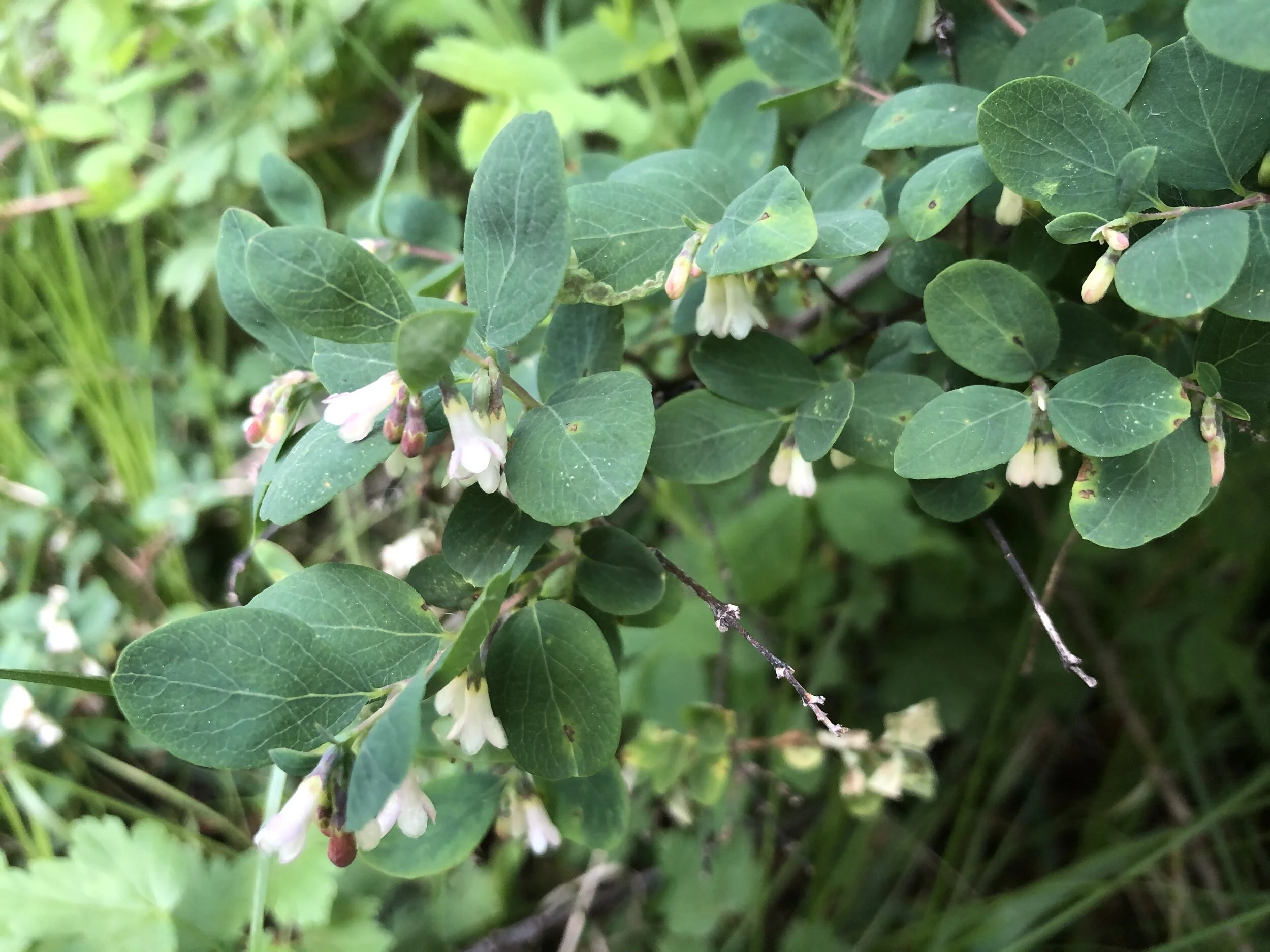 Little white berries enjoyed by no one