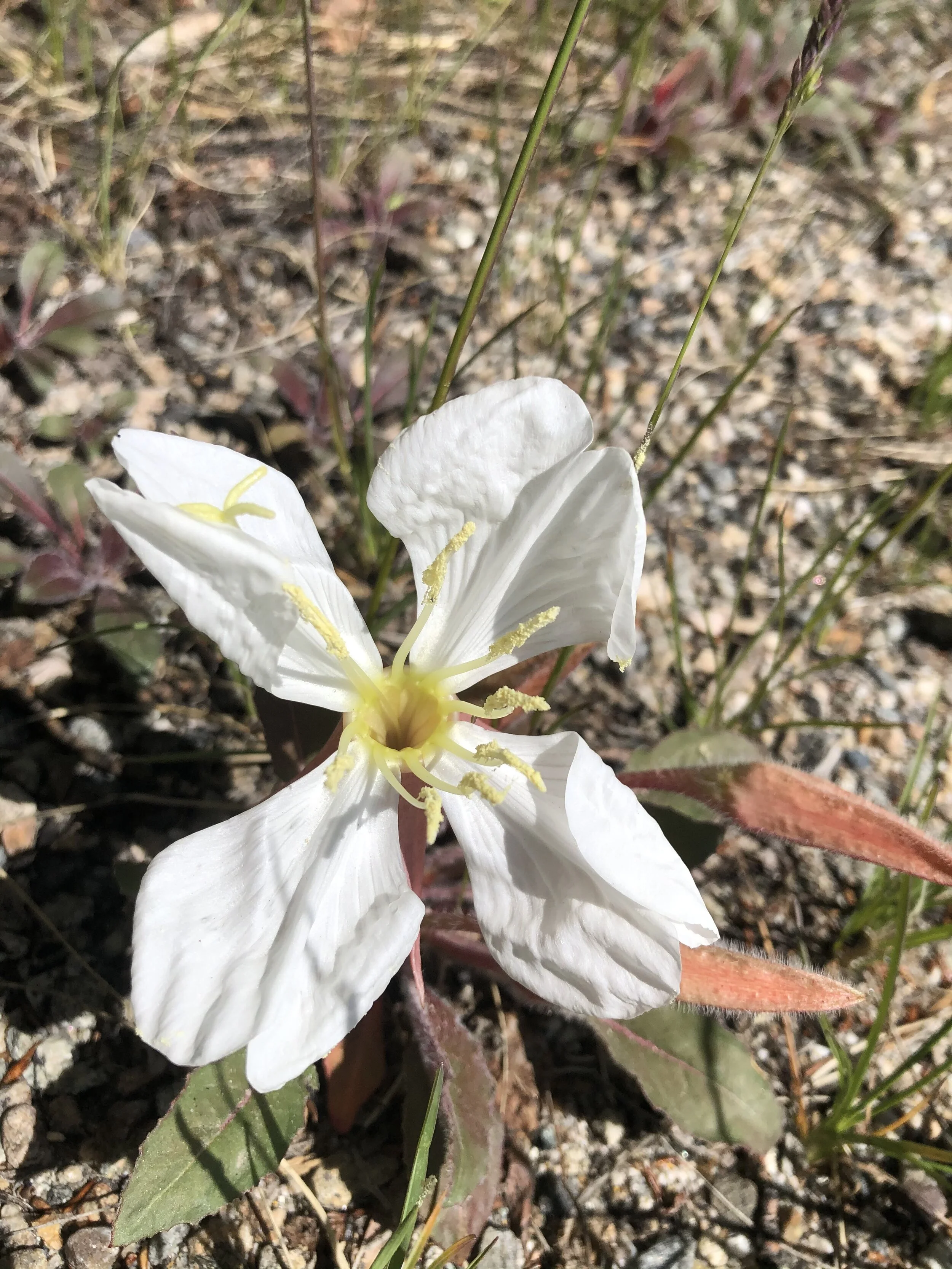 Good morning, evening-primrose!